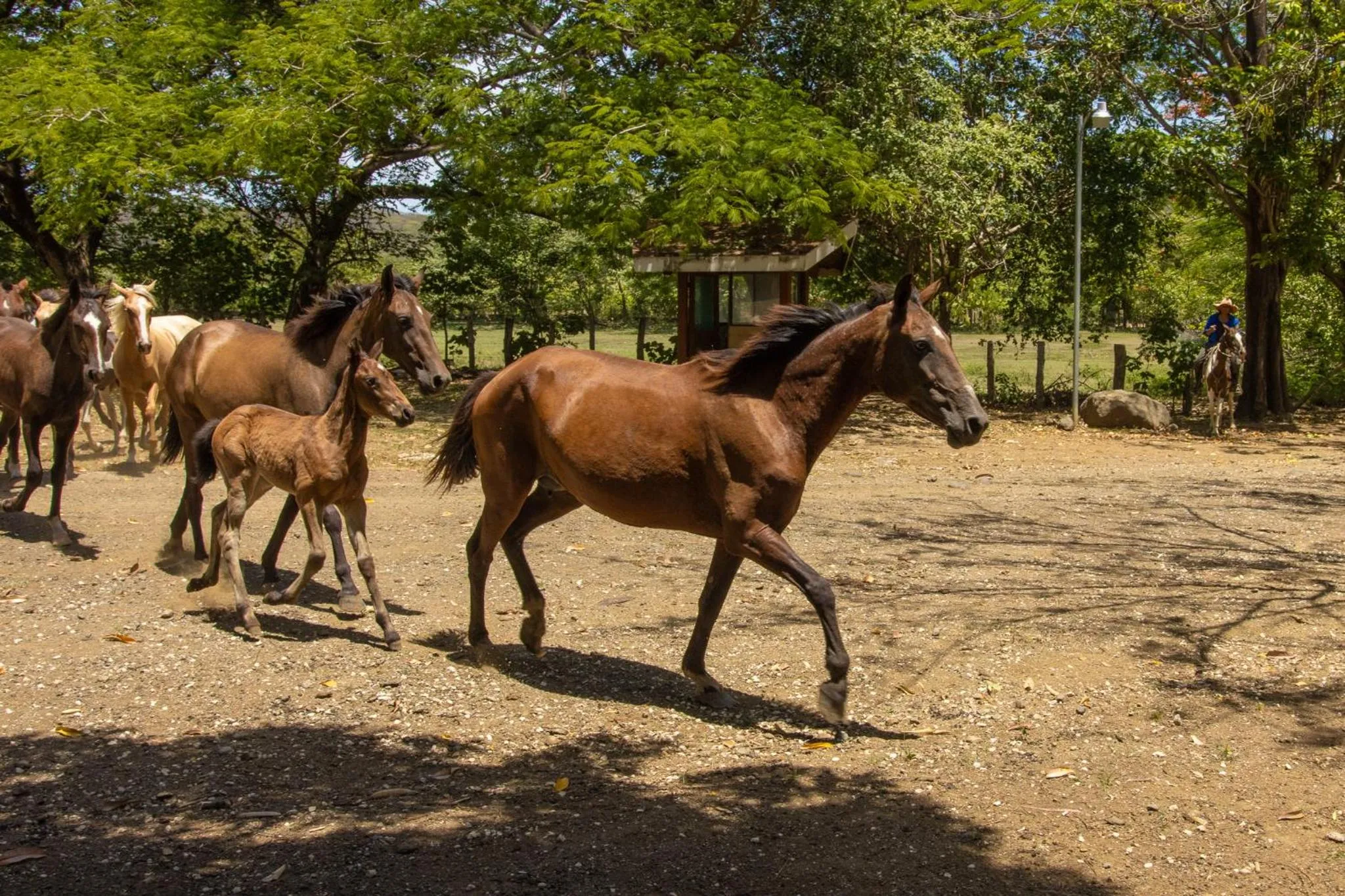 Animals in Rancho Humo Estancia