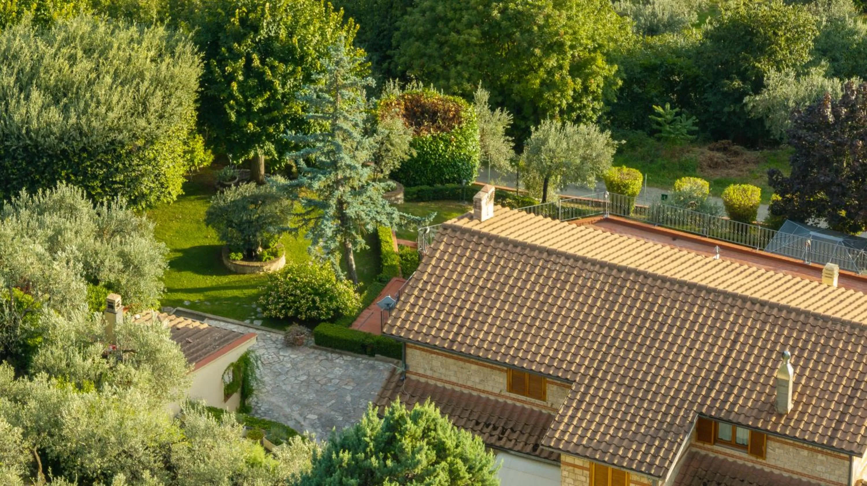 Vento tra gli ulivi