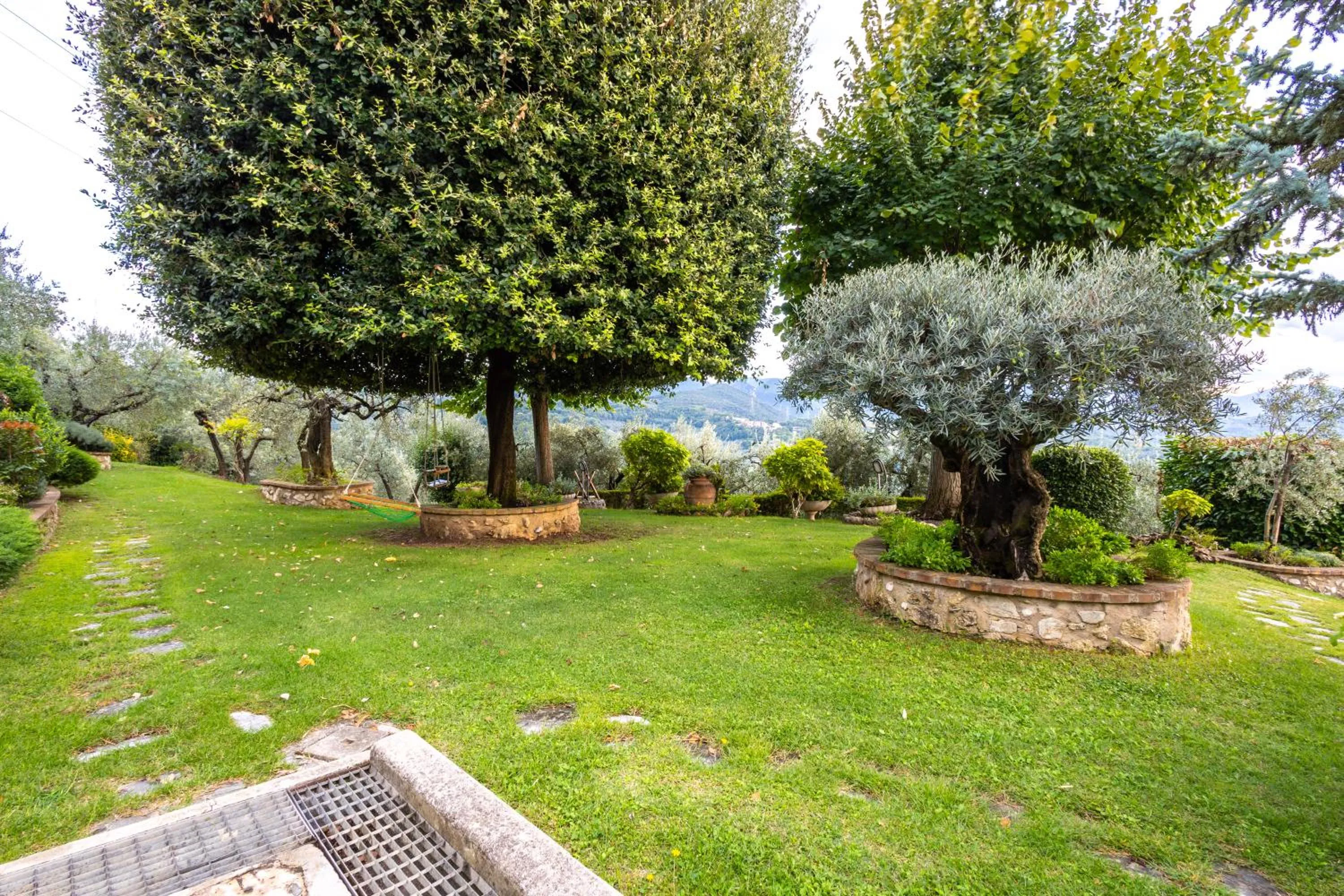 Vento tra gli ulivi