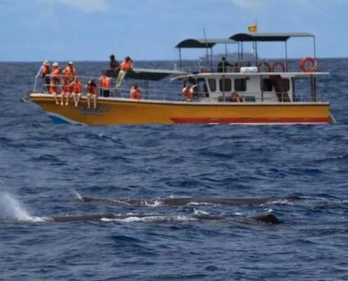 Beach in Village Star Rest-Mirissa