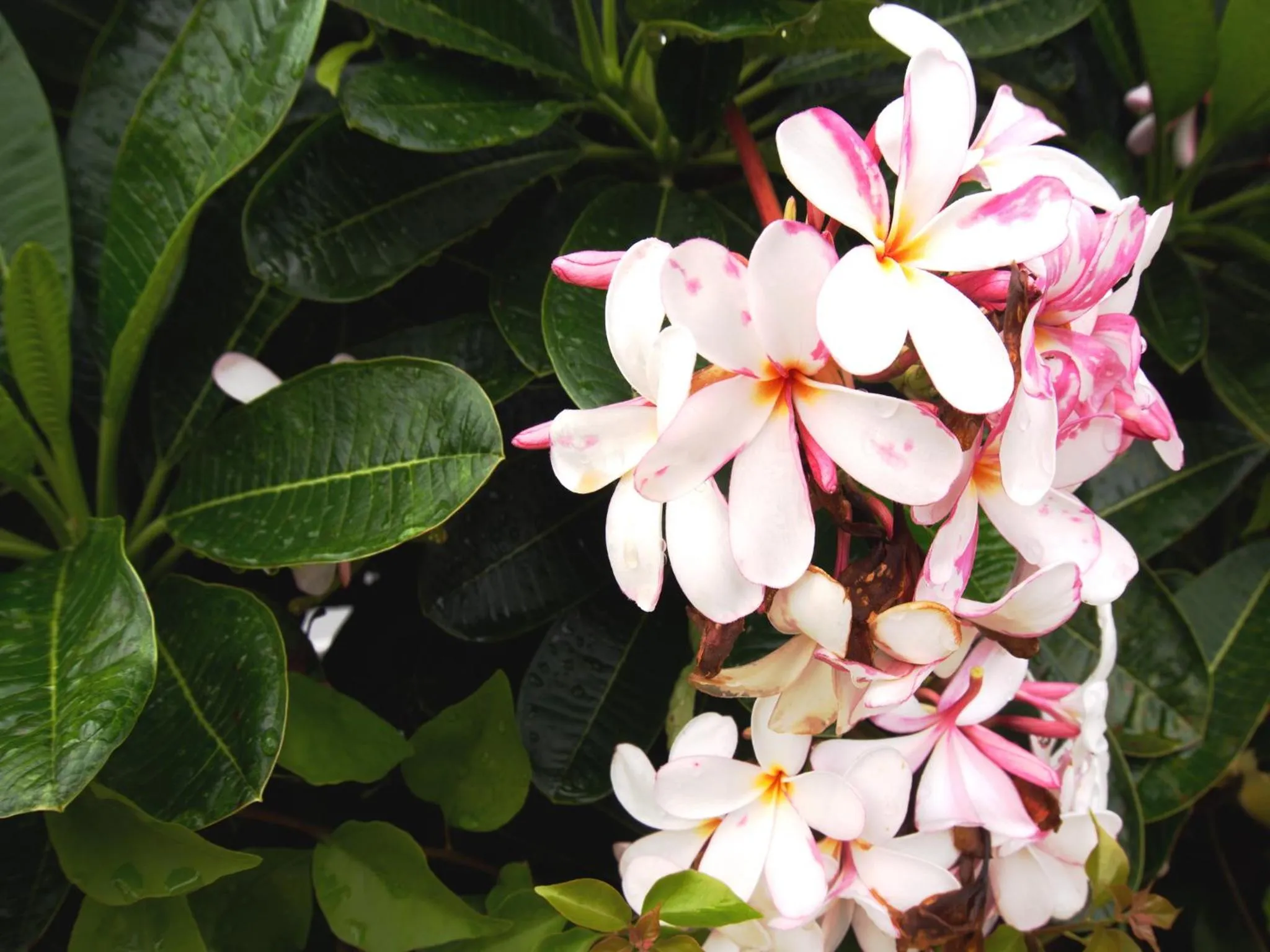 Decorative detail in Evergreen Resort Cha-am