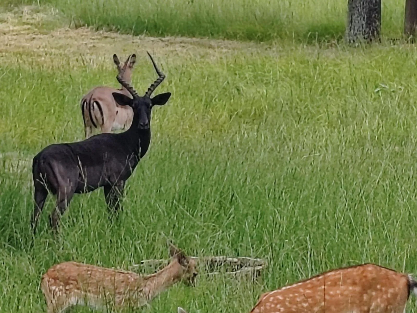Garden in Airport Bird & Game Lodge