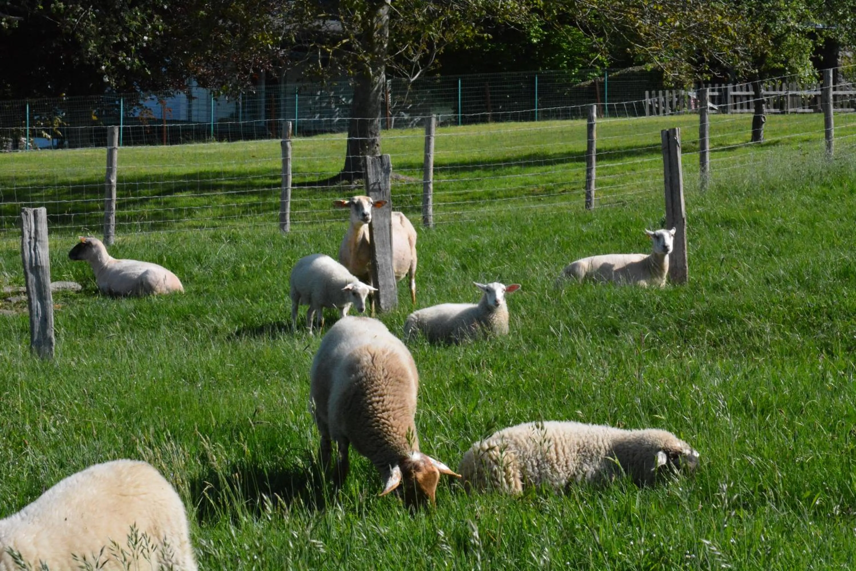 Spring in Le Fagotin - Youth hostel