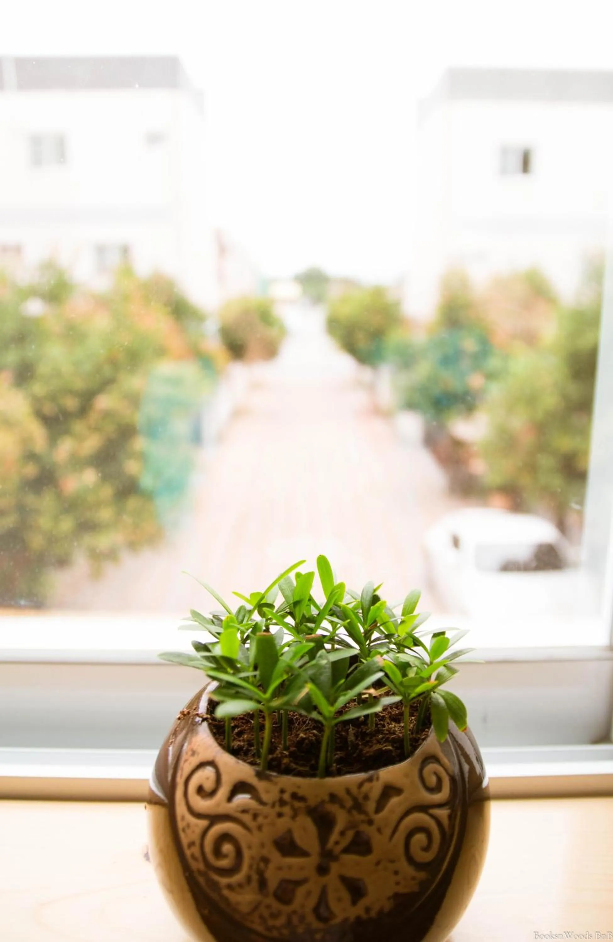 Quiet street view in Books & Woods Bed and Breakfast