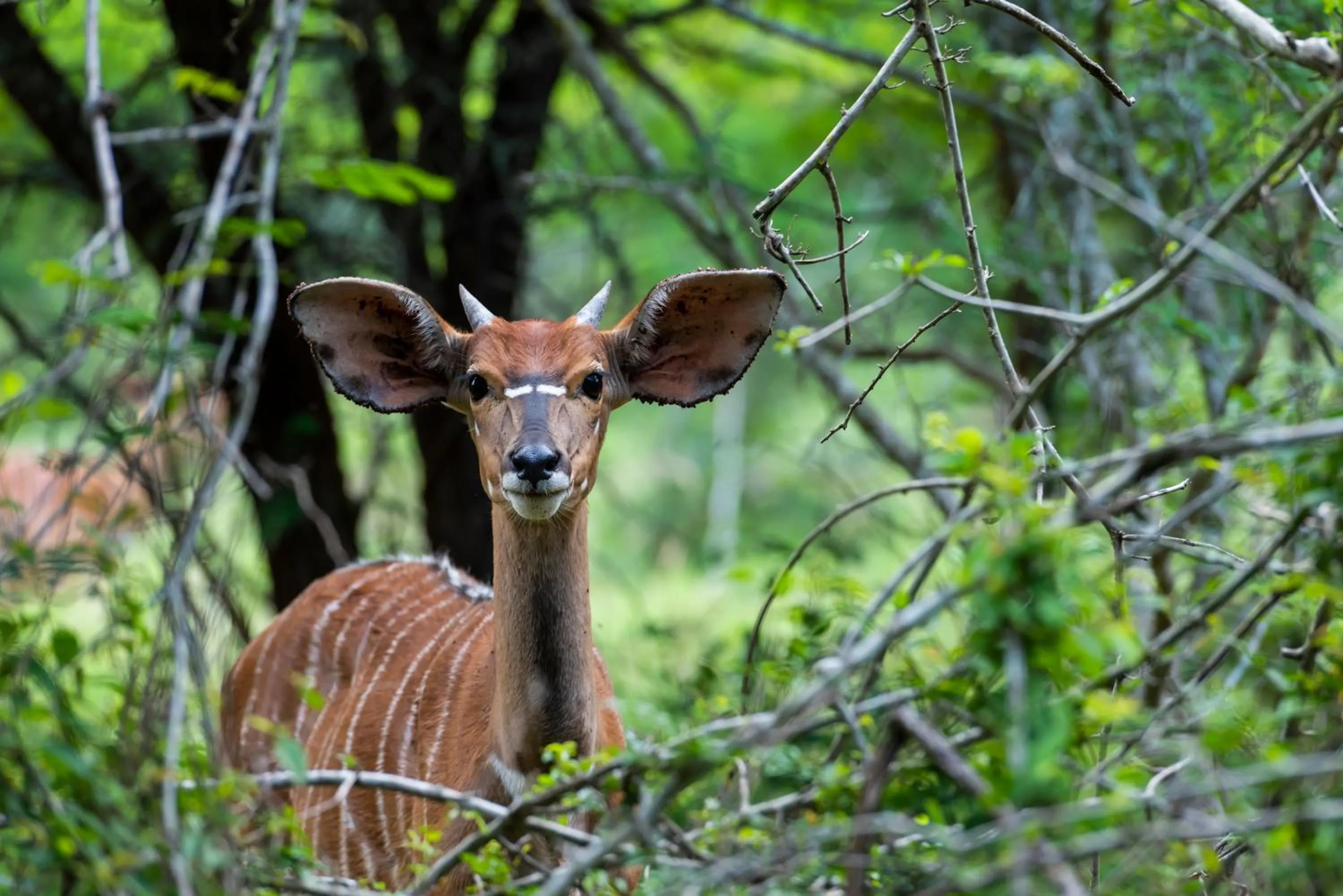 Animals in Leopard Walk Lodge