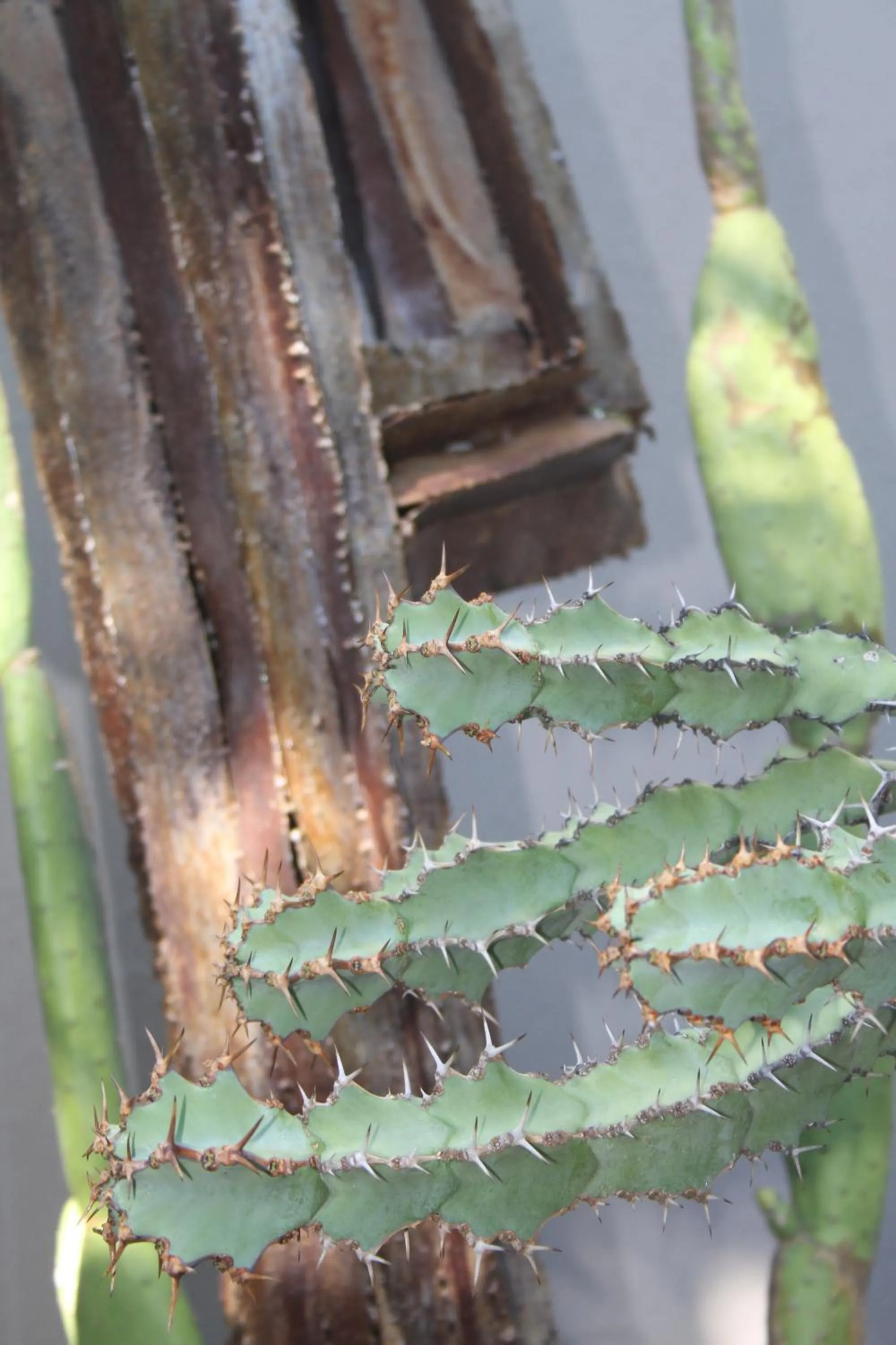 Decorative detail in Jardin d'ébène Boutique Guesthouse