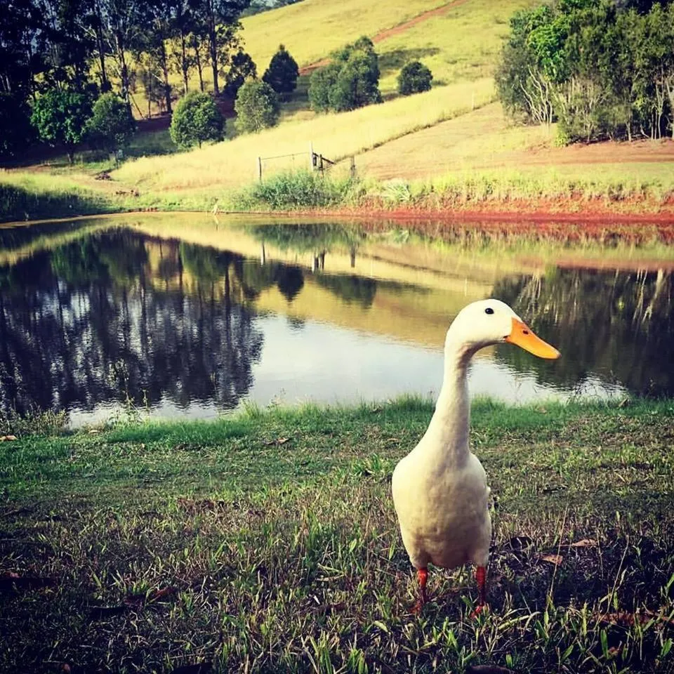 Animals in Amamoor Homestead and Country Cottages