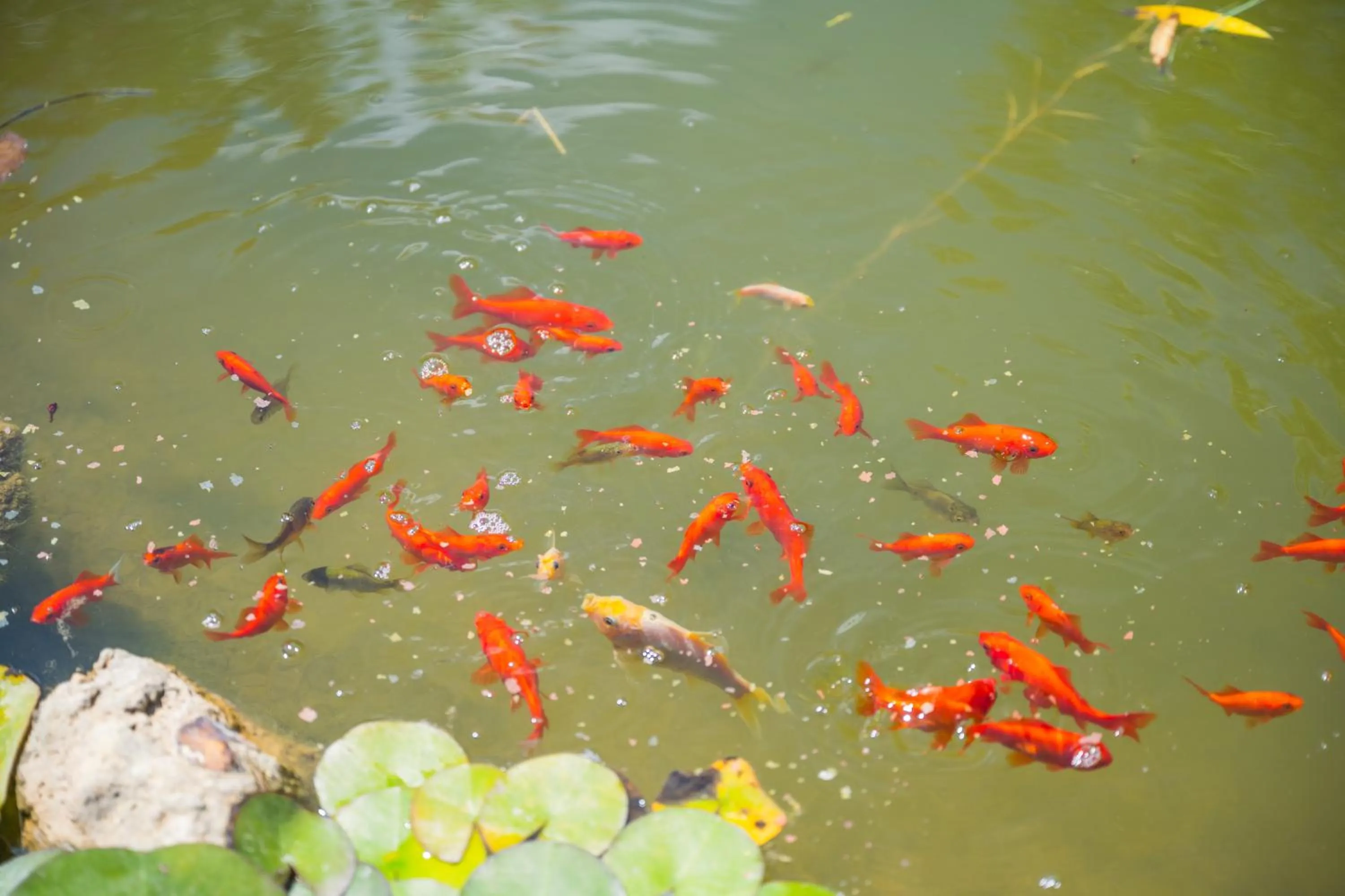 Natural landscape in Borgo Felciaione