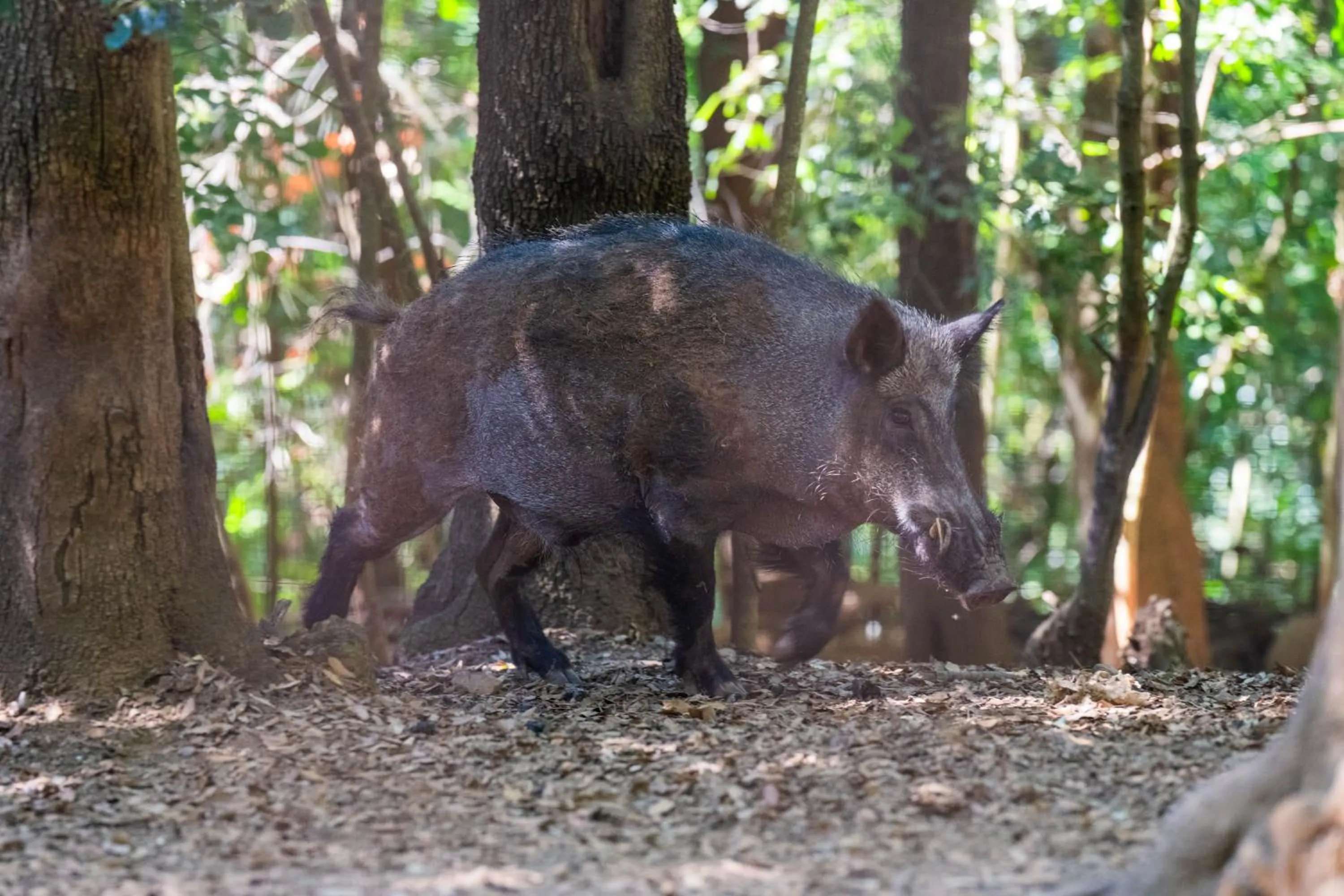 Natural landscape in Borgo Felciaione