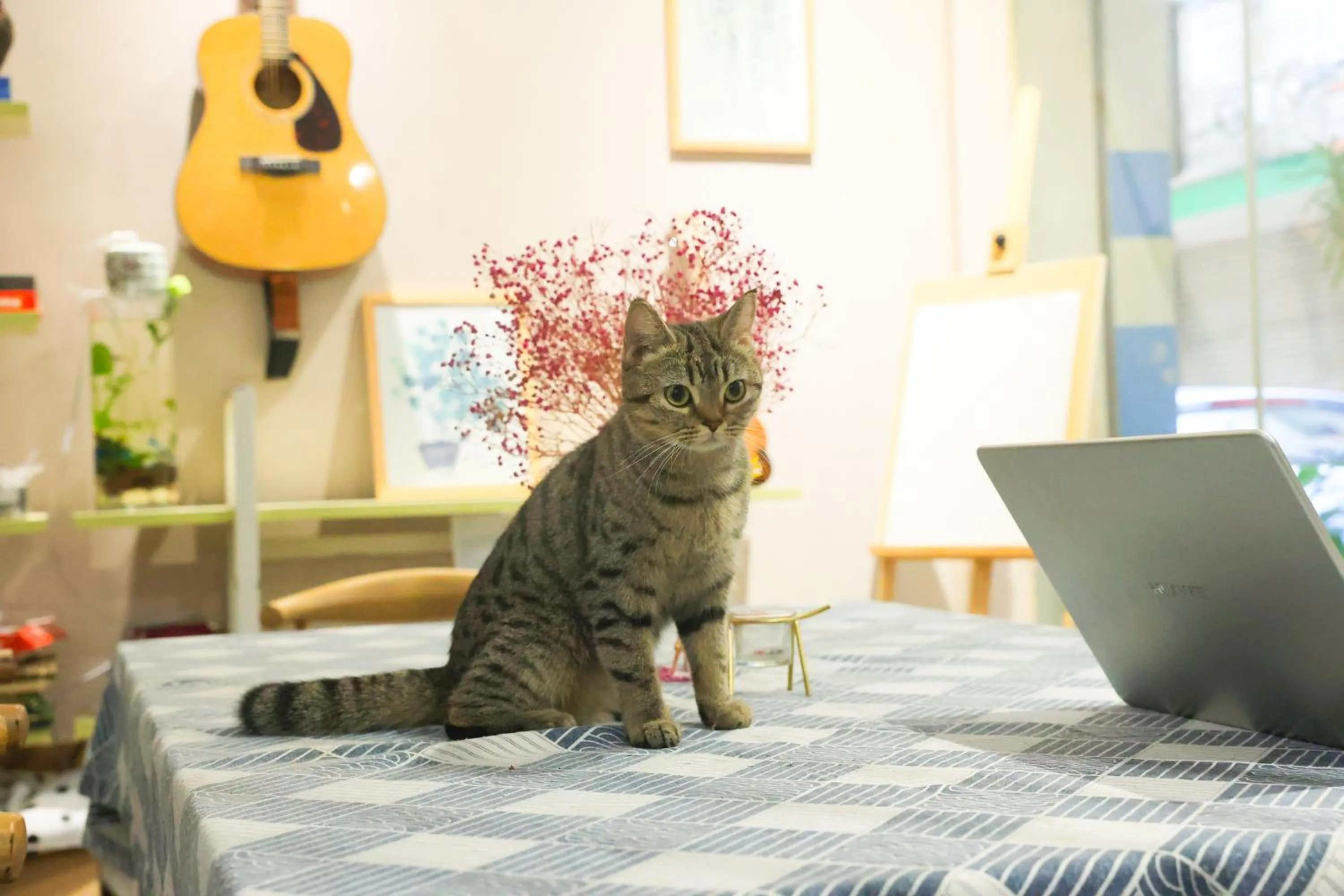 Animals in Murphy Youth Hostel Guilin桂林北站莫非青年旅舍