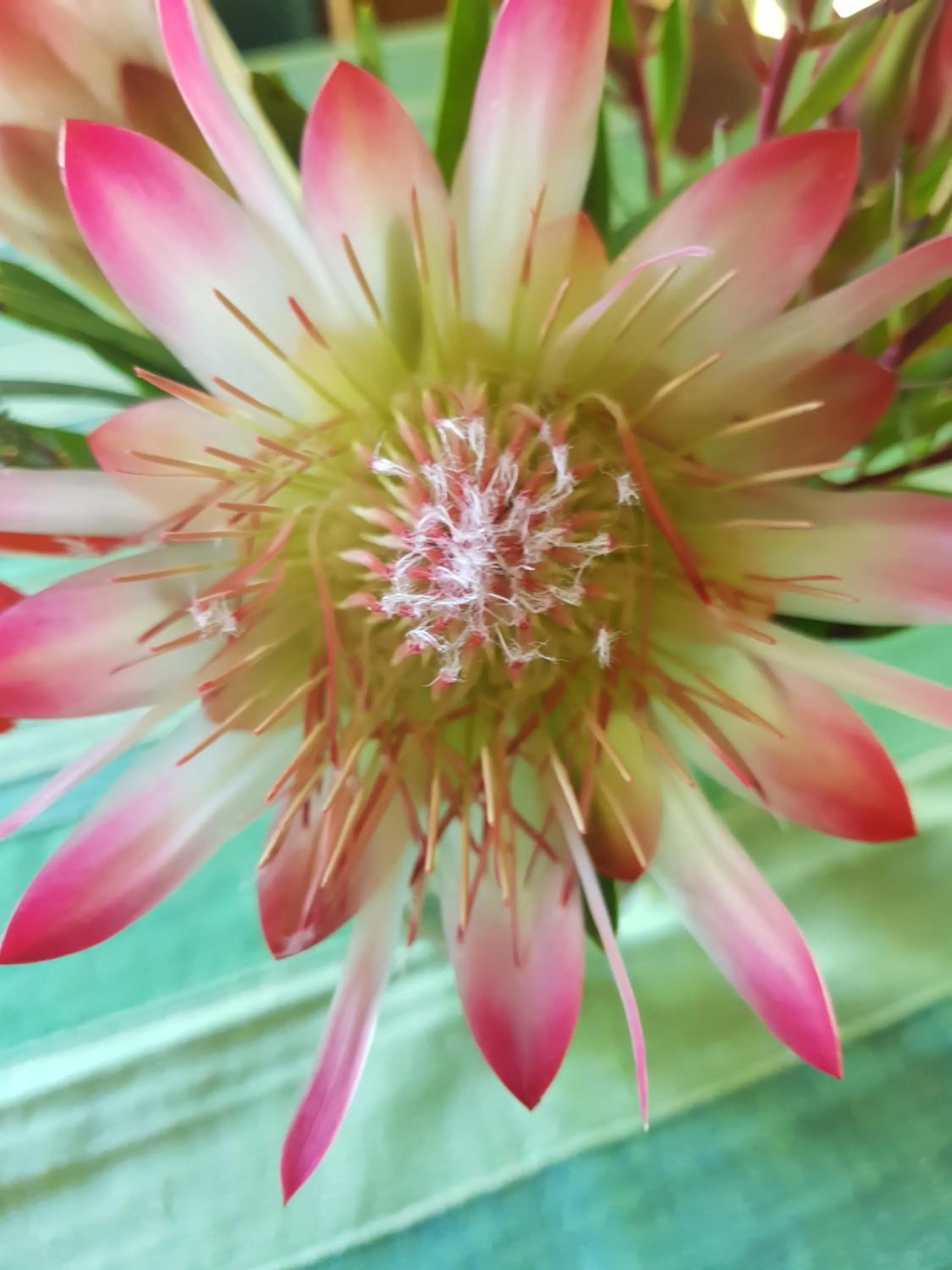 Garden in Pumula Lodge 4 Star Guesthouse Knysna