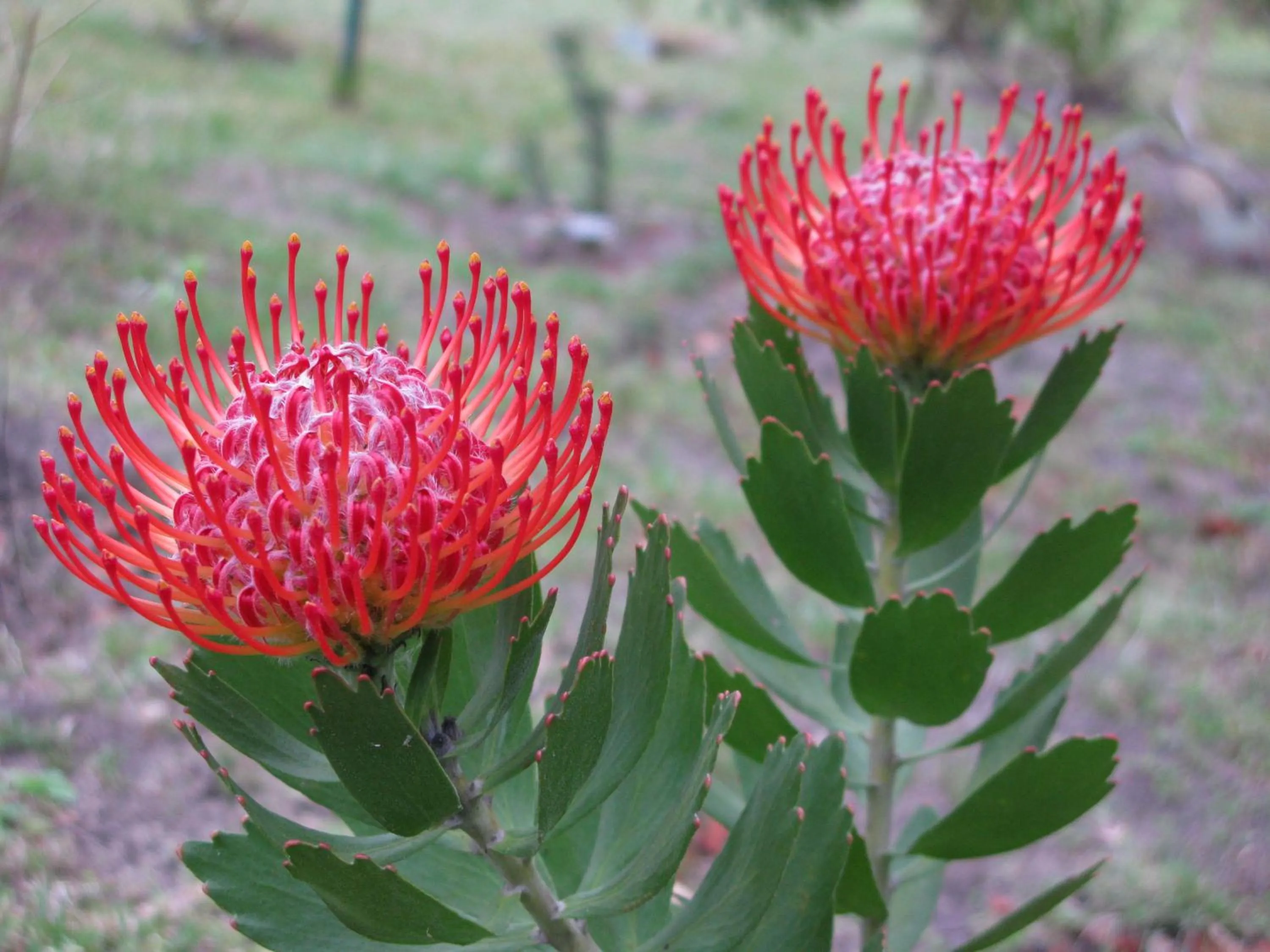 Garden in Pumula Lodge 4 Star Guesthouse Knysna