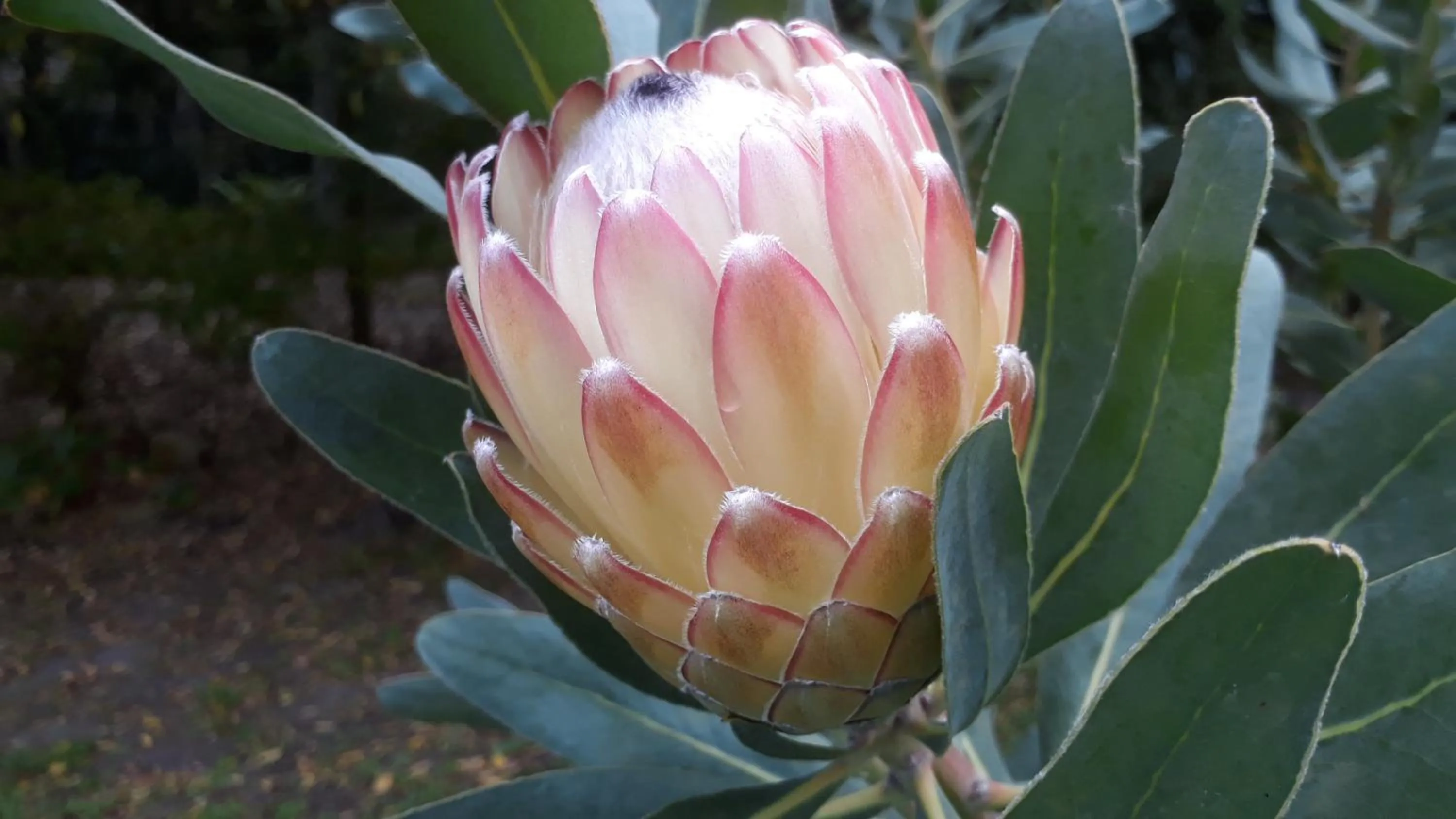 Garden in Pumula Lodge 4 Star Guesthouse Knysna