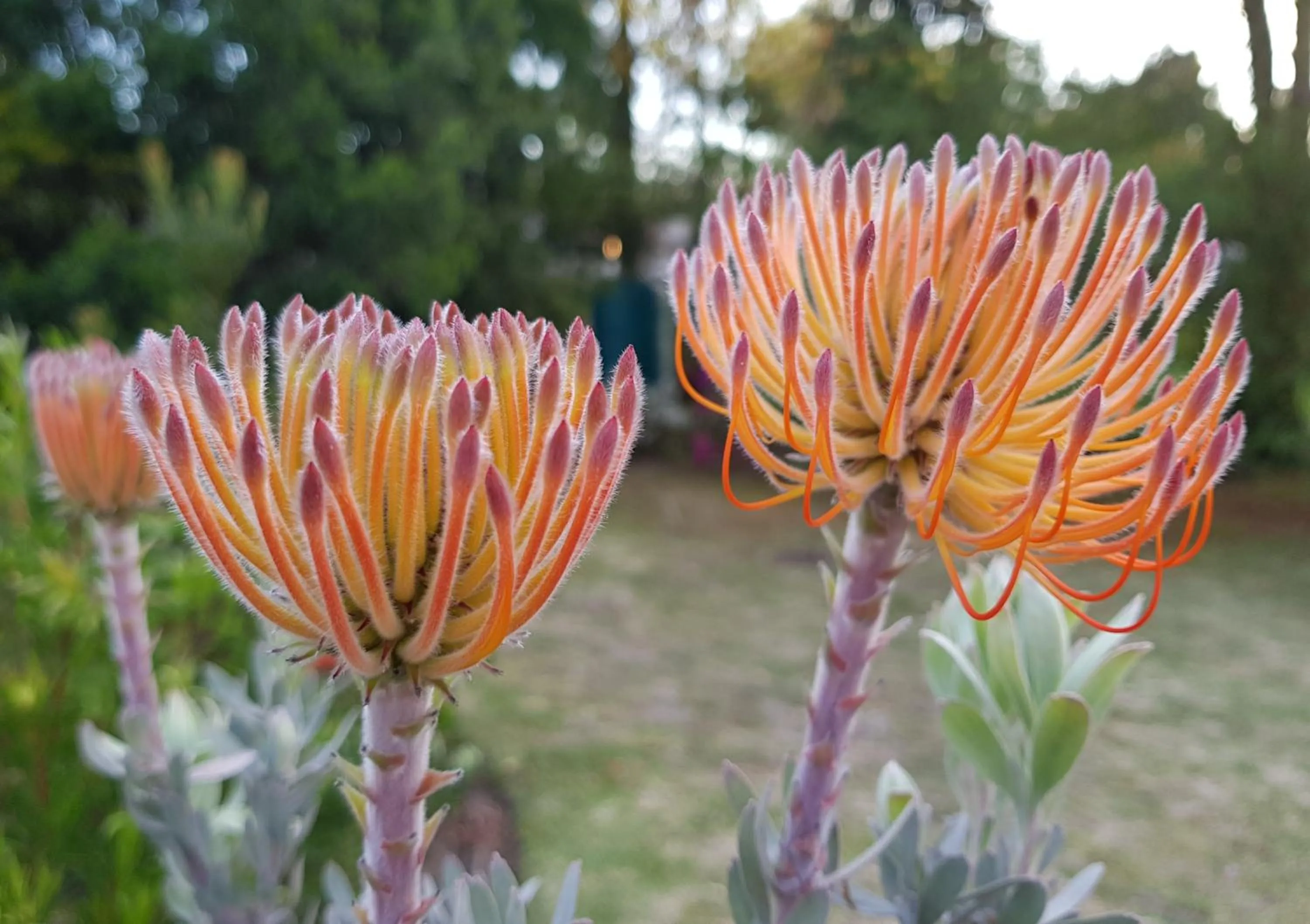 Garden in Pumula Lodge 4 Star Guesthouse Knysna