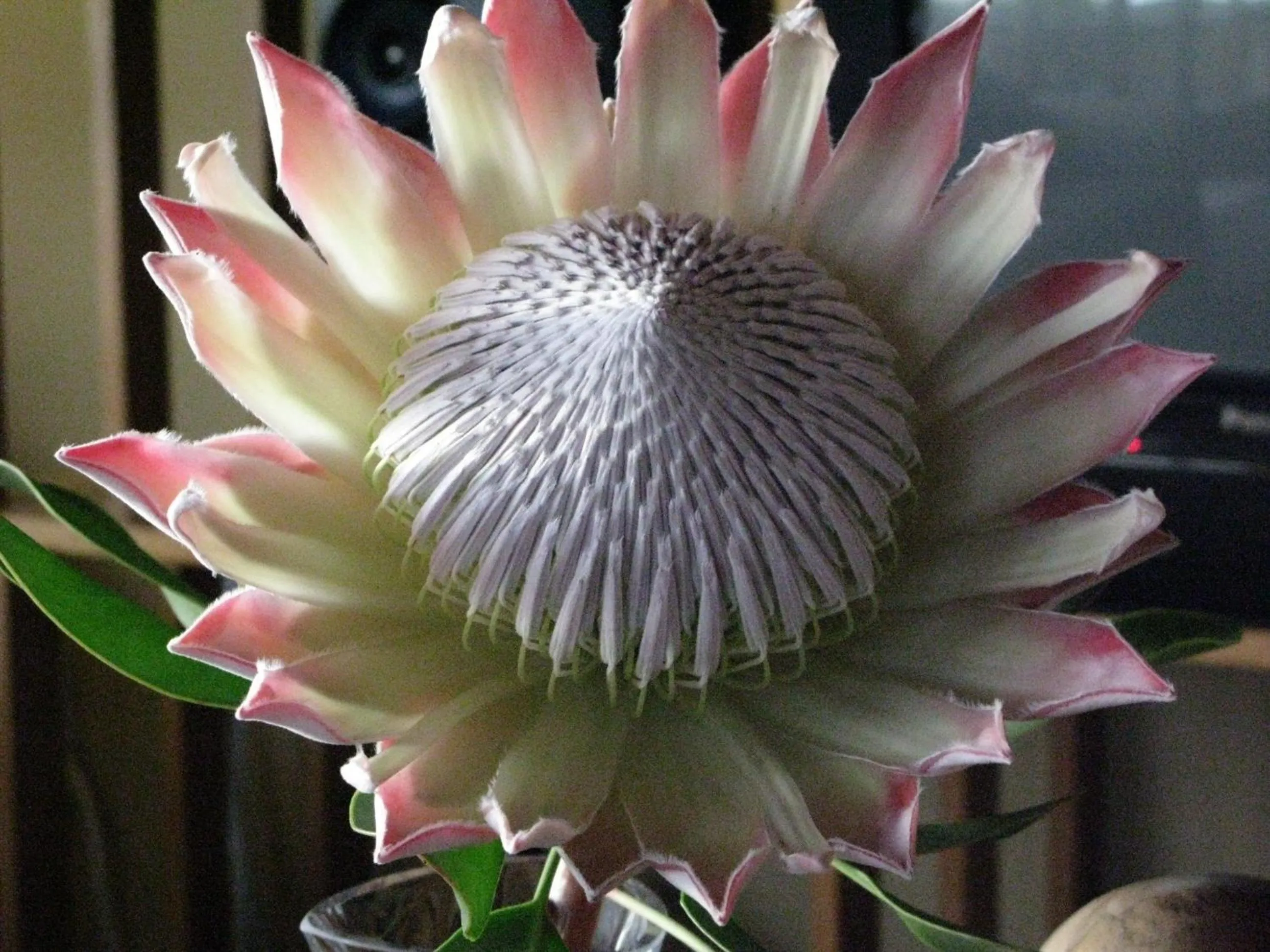 Garden in Pumula Lodge 4 Star Guesthouse Knysna