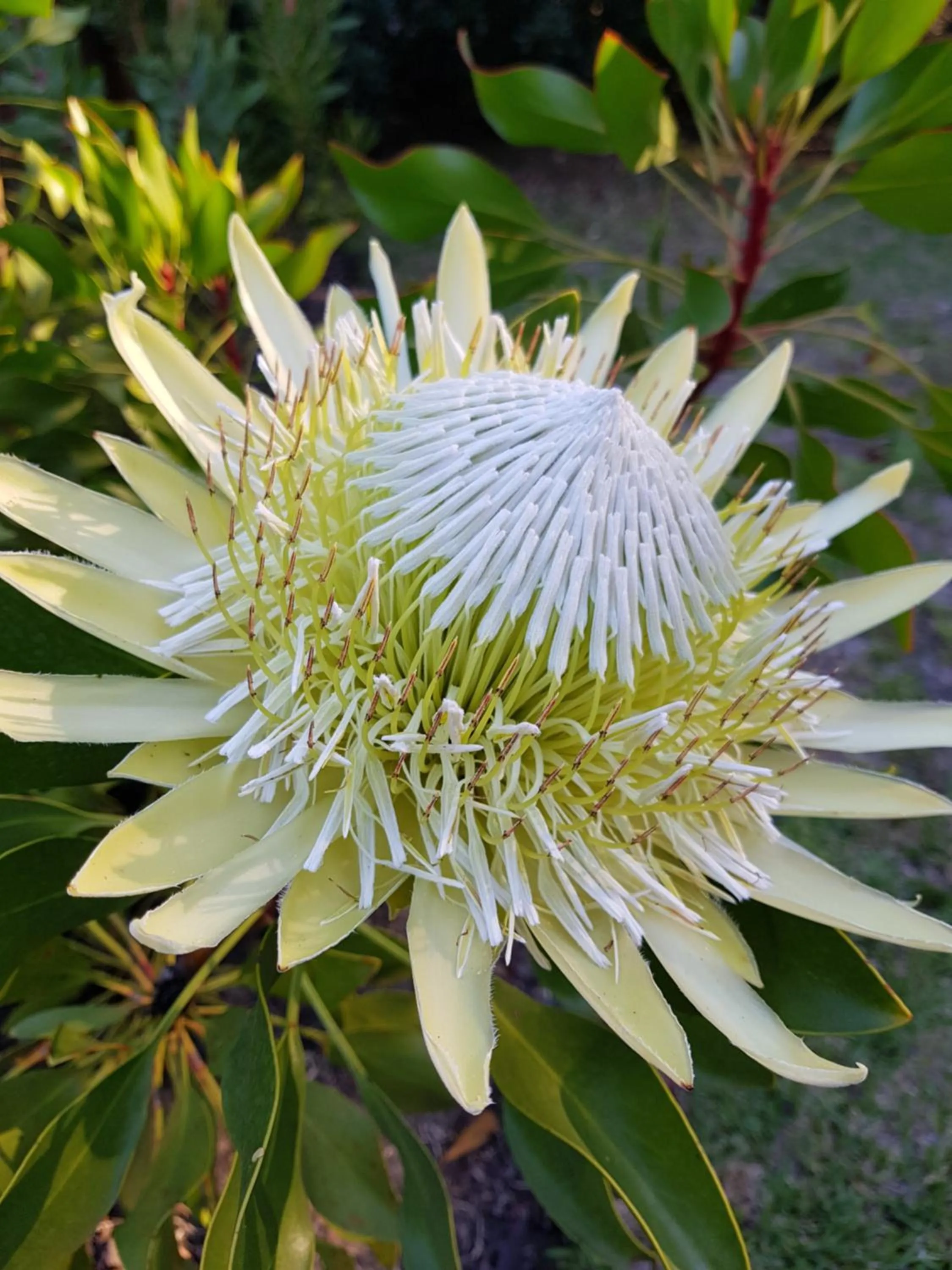 Garden in Pumula Lodge 4 Star Guesthouse Knysna