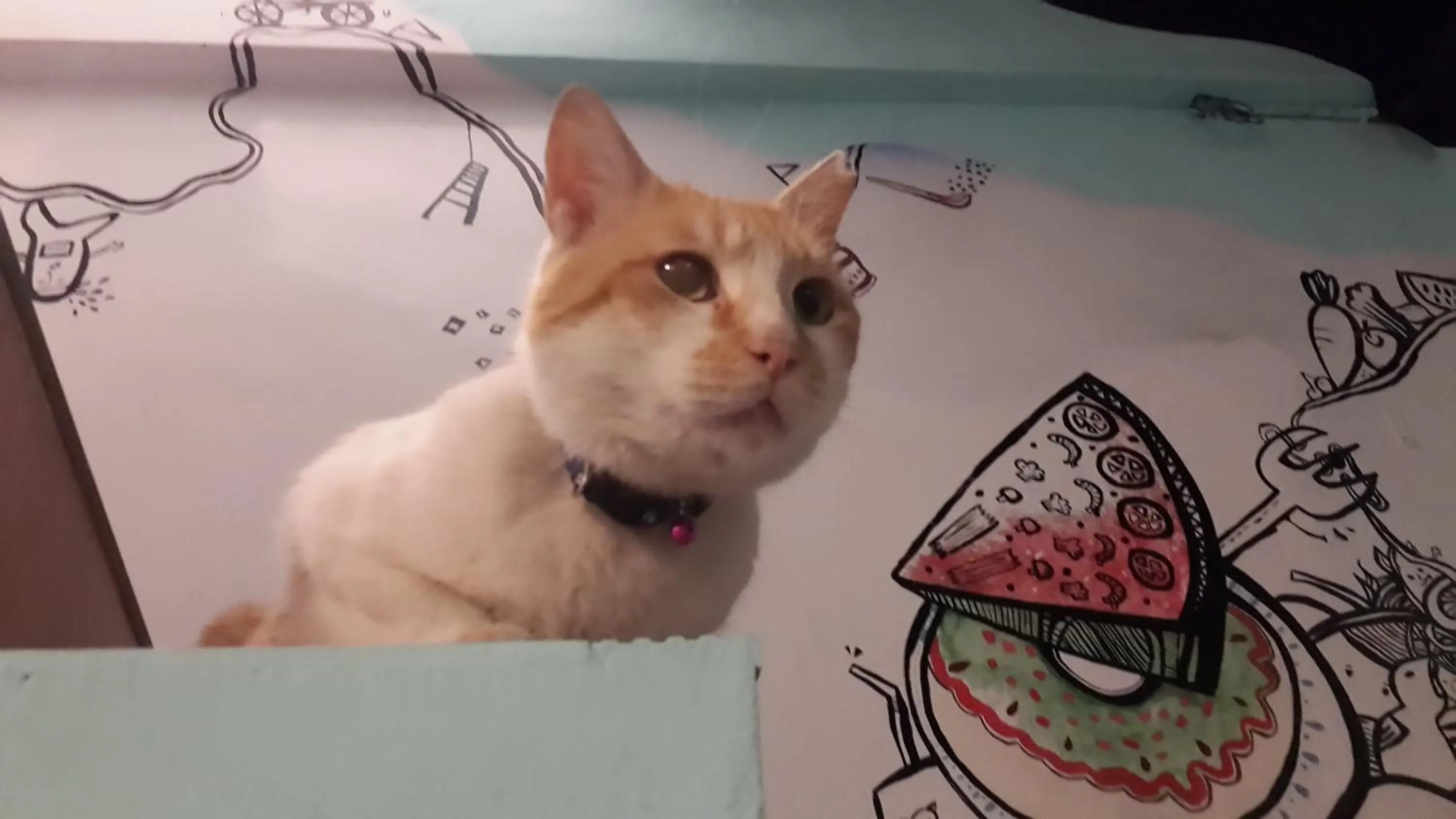 Pets in 太魯閣蘇西小空間 SusiSpace