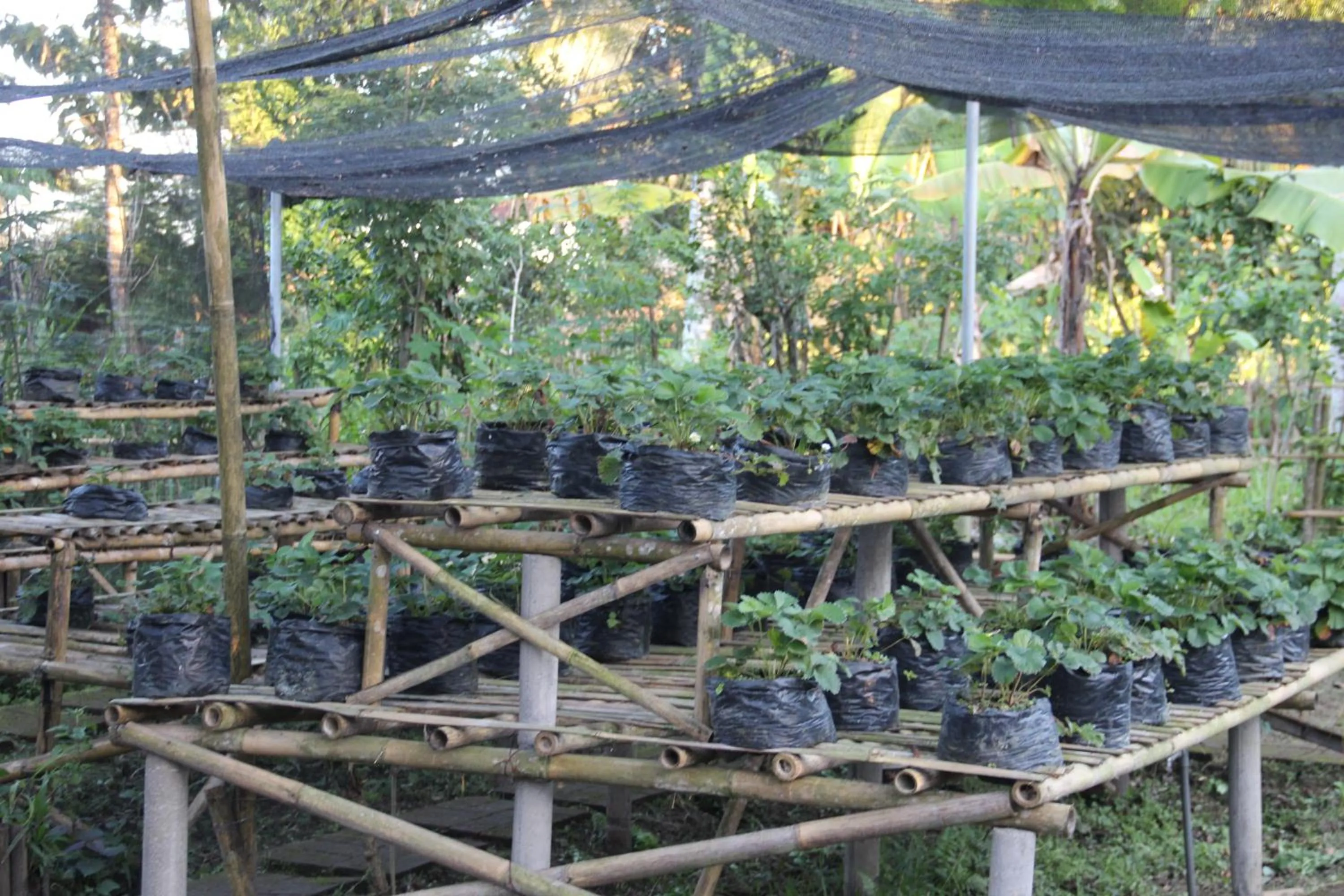 Natural landscape in De Klumpu Bali Eco Tradi Stay