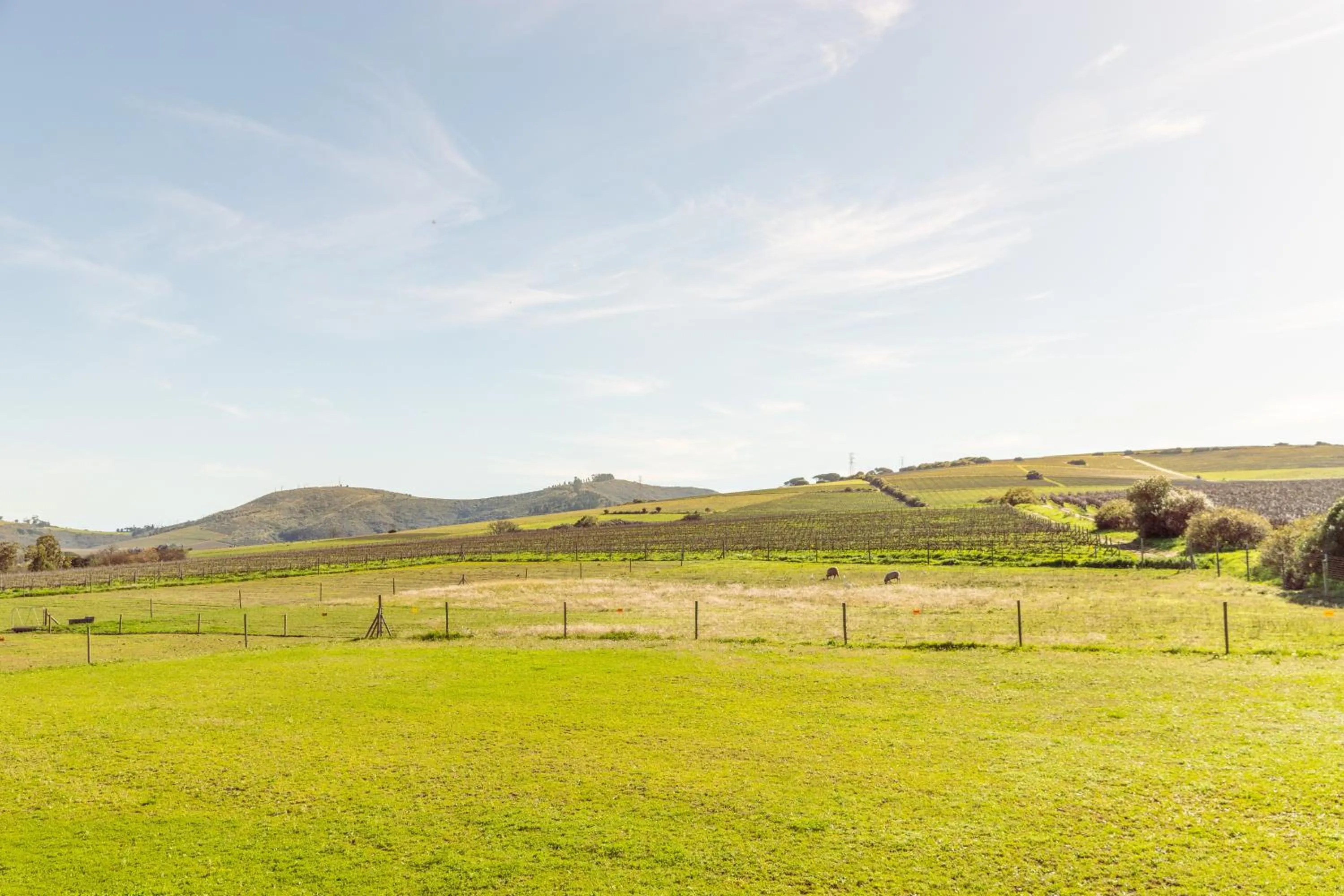View (from property/room) in Lovane Boutique Wine Estate and Guesthouse