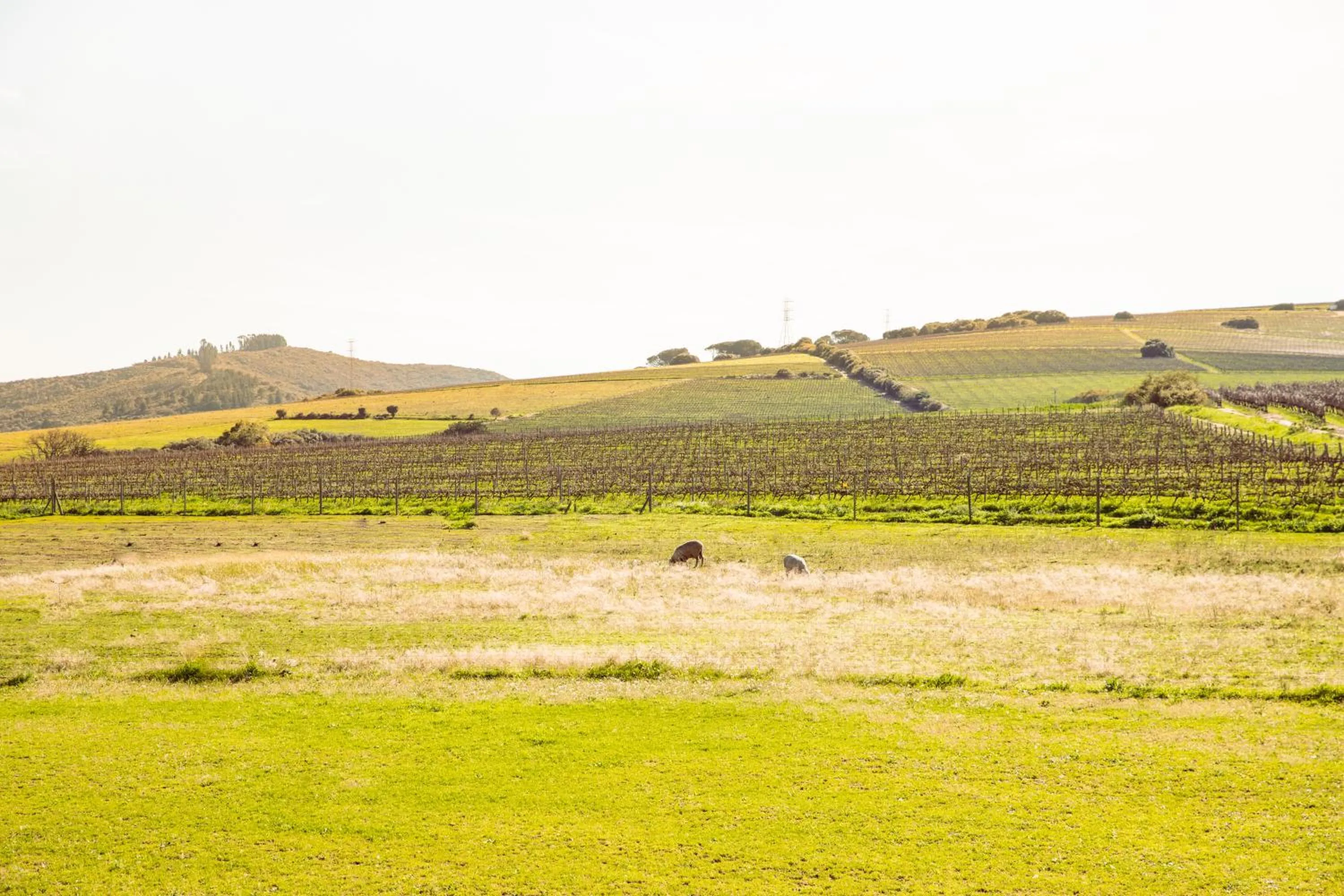 View (from property/room) in Lovane Boutique Wine Estate and Guesthouse