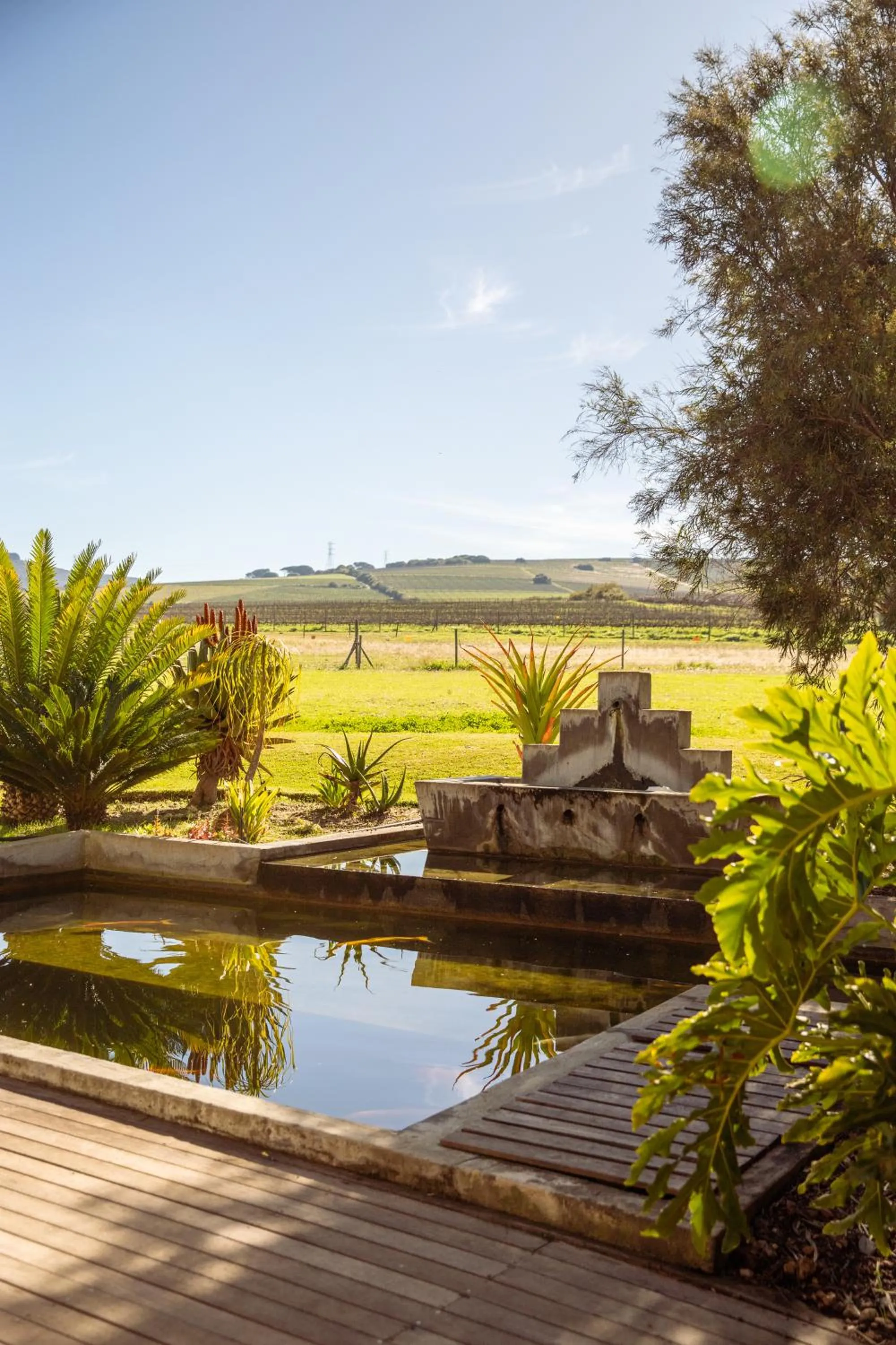 View (from property/room) in Lovane Boutique Wine Estate and Guesthouse