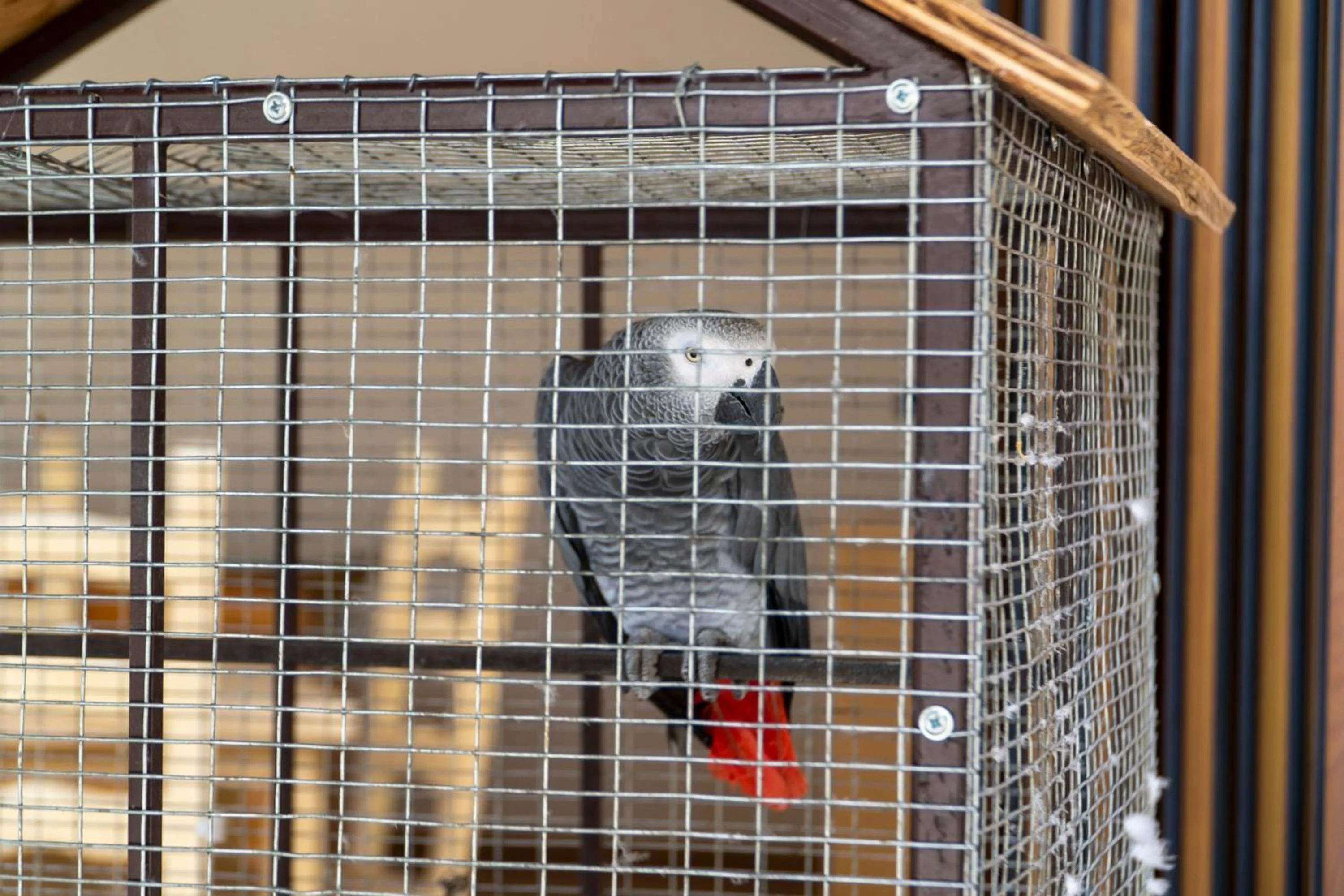 Animals in Hotel Mediterrane