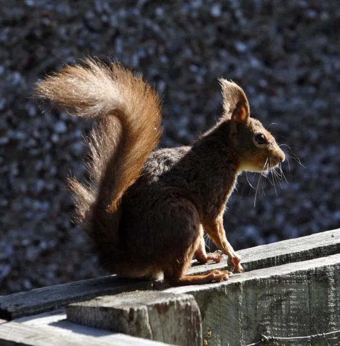 Animals in Throphill Grange