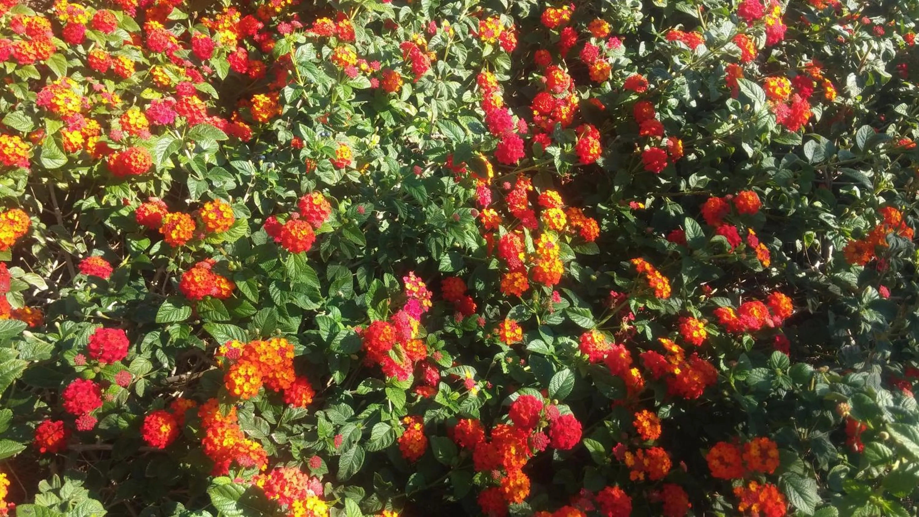 Garden in El Manantial B&B