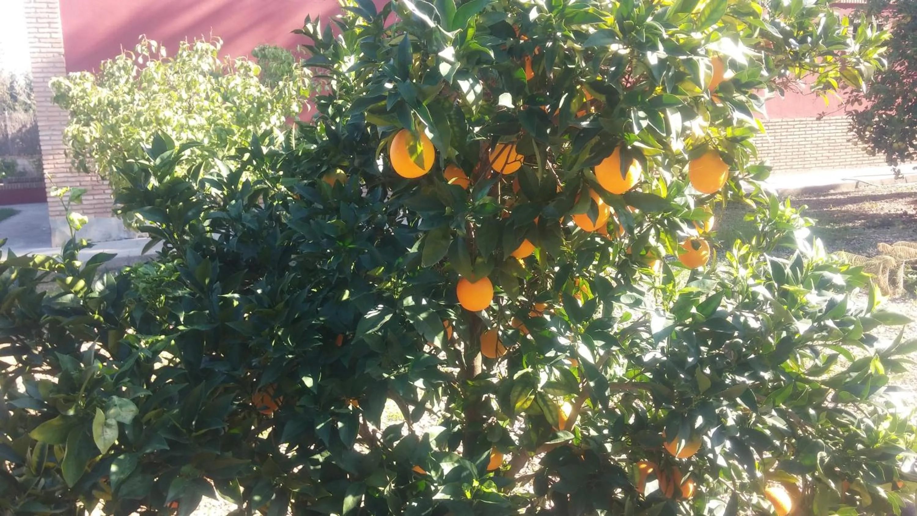 Garden in El Manantial B&B