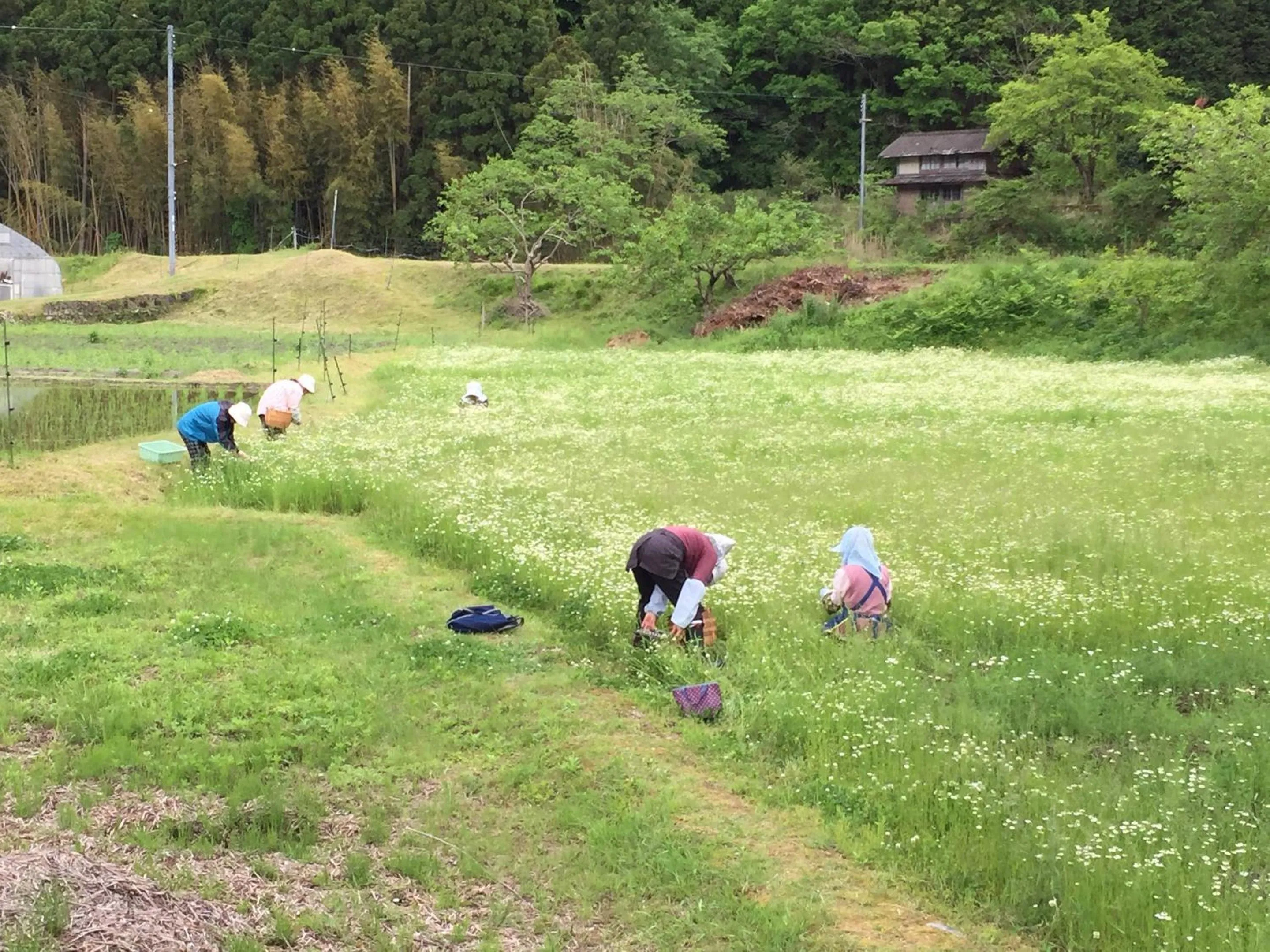 Activities in Ryokan Kigusuriya