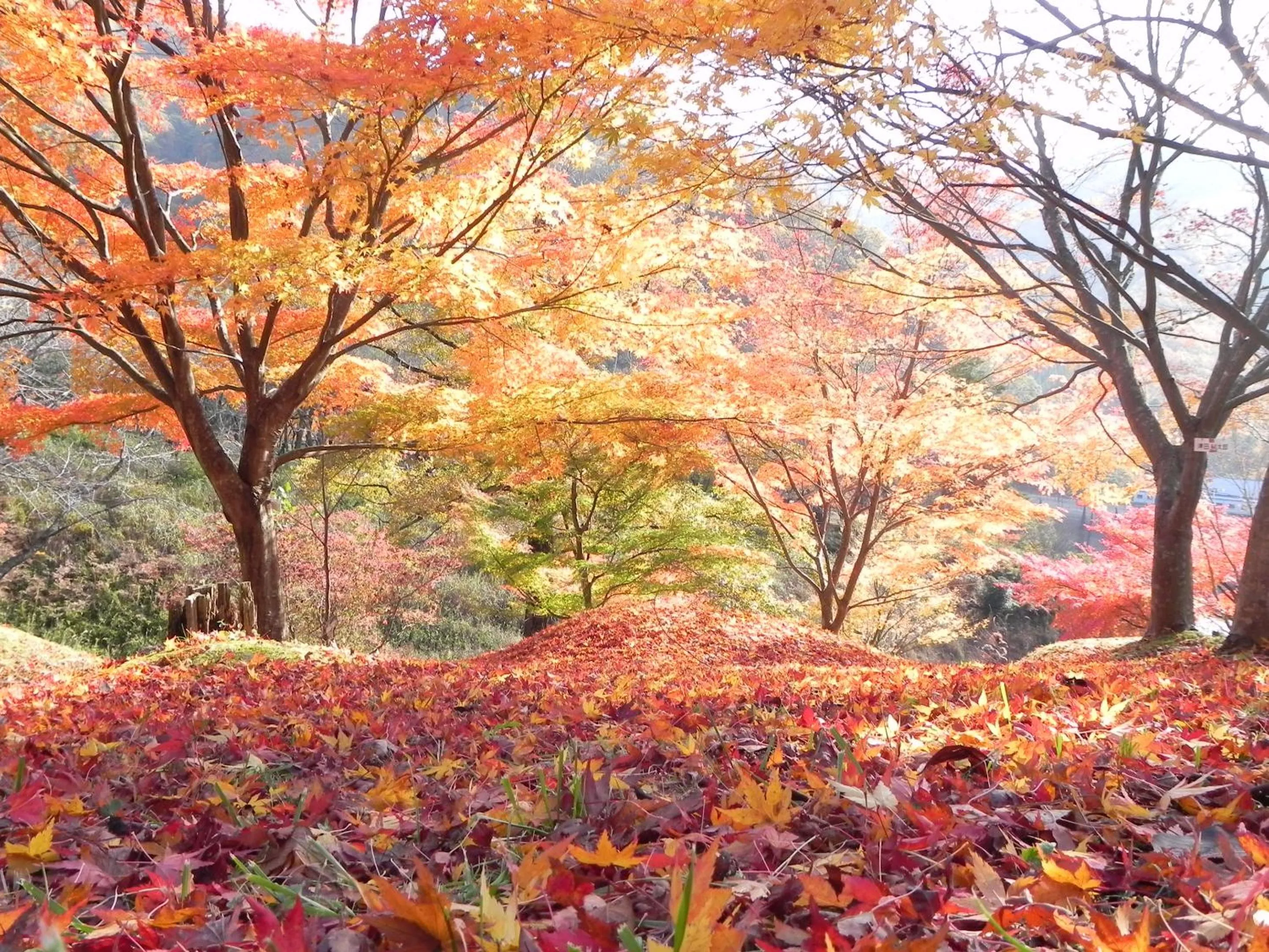 Nearby landmark in Ryokan Kigusuriya