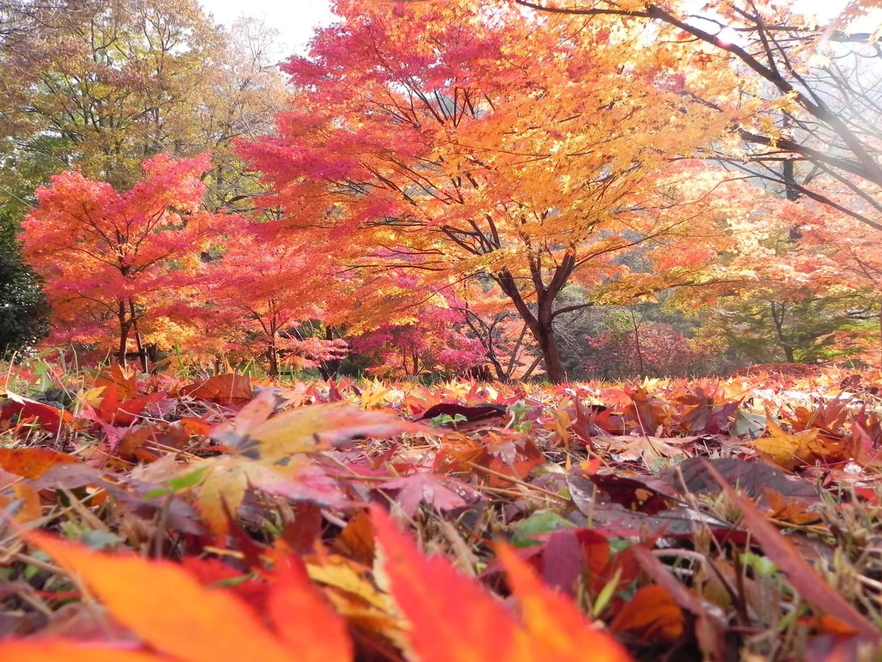 Nearby landmark in Ryokan Kigusuriya