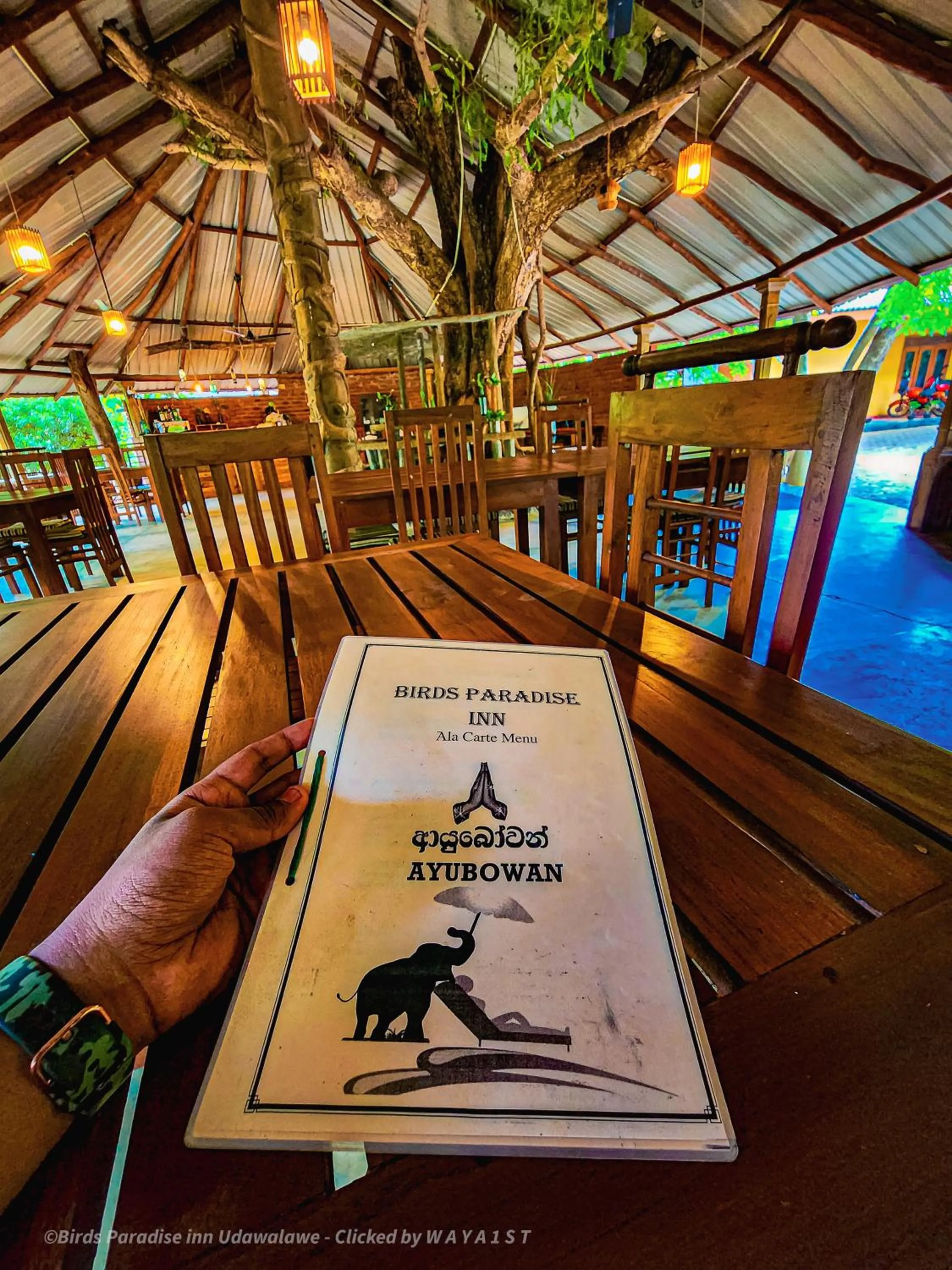 Restaurant/places to eat in Birds Paradise Inn