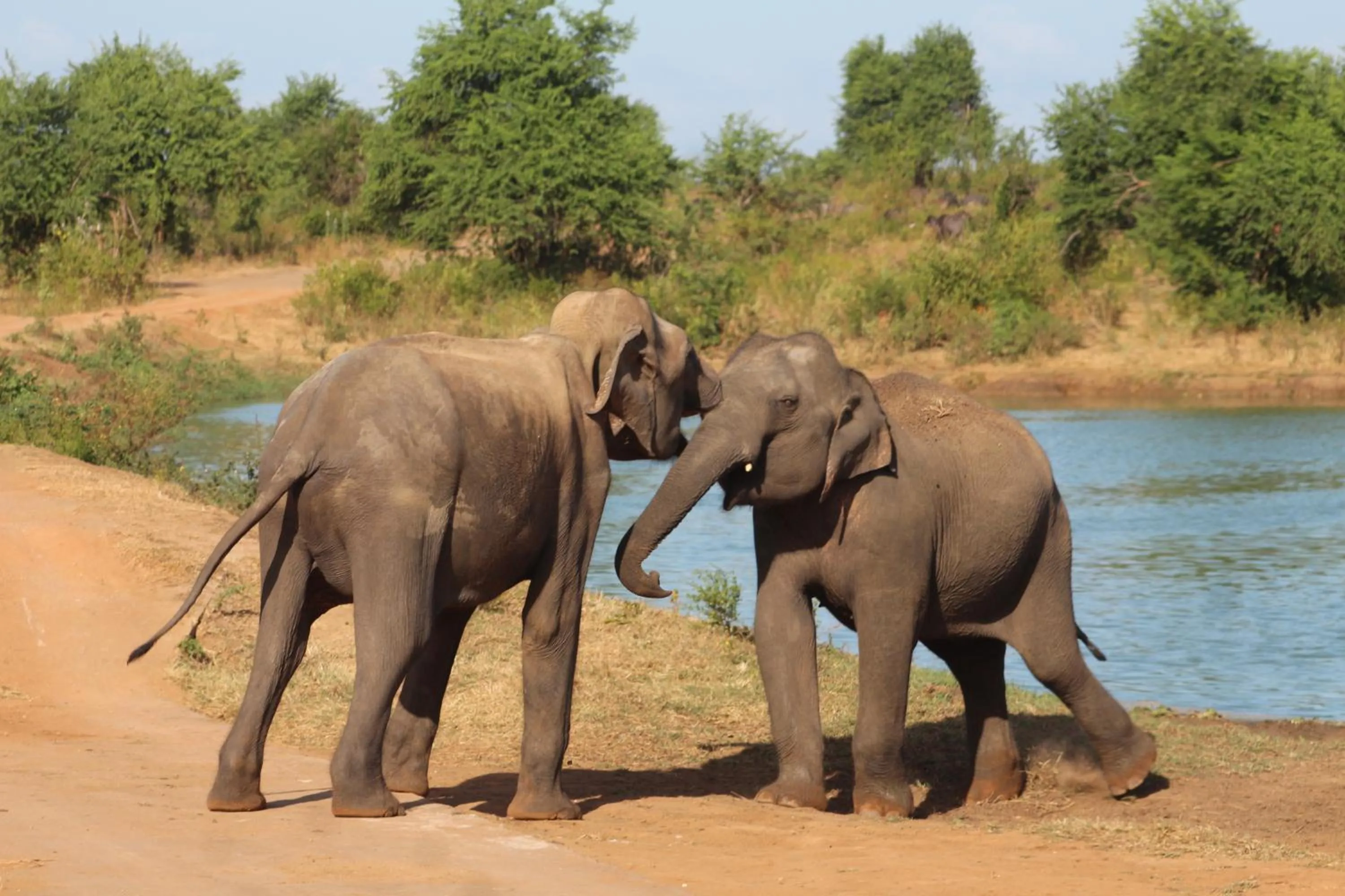 Day in Birds Paradise Inn