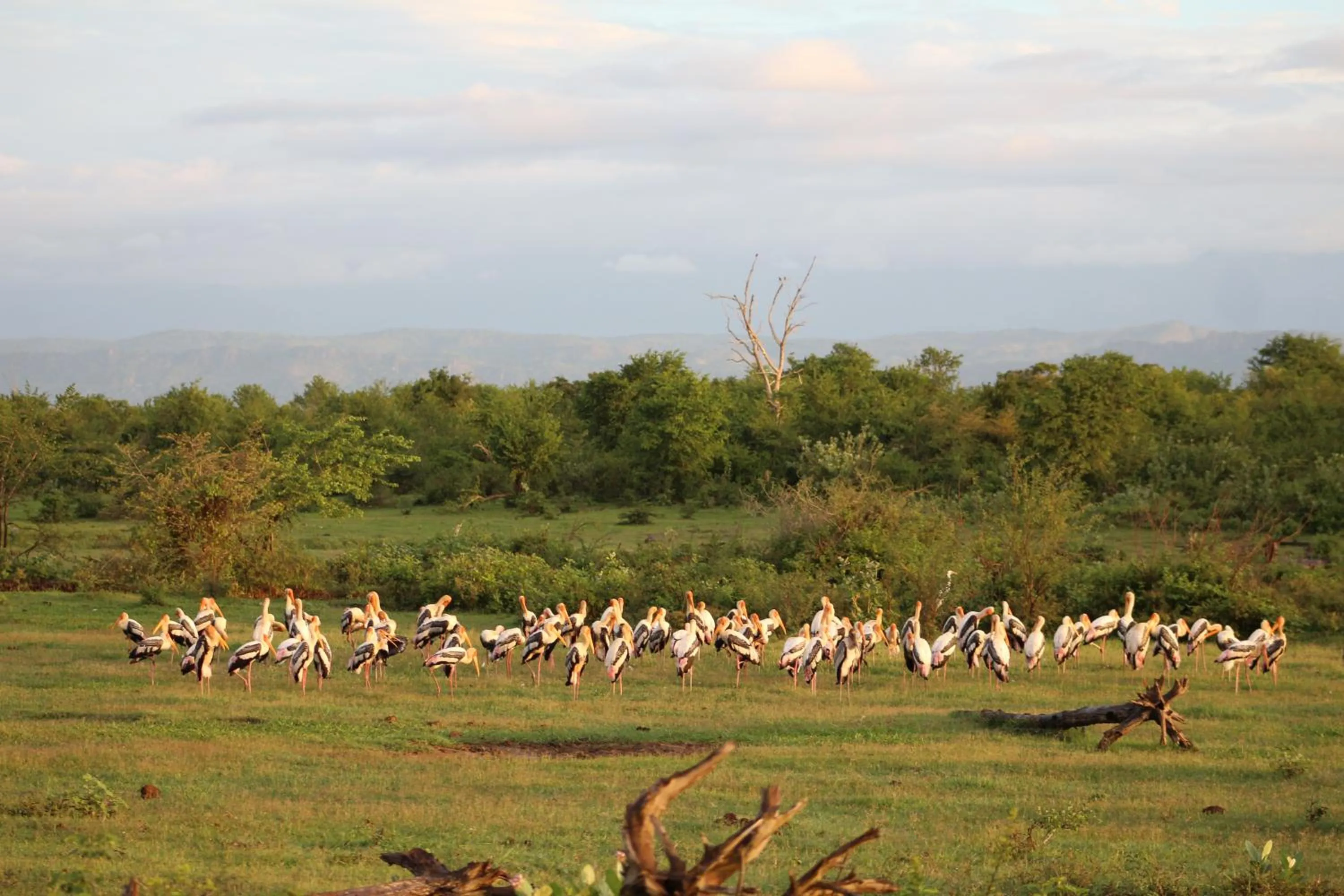 Animals in Birds Paradise Inn