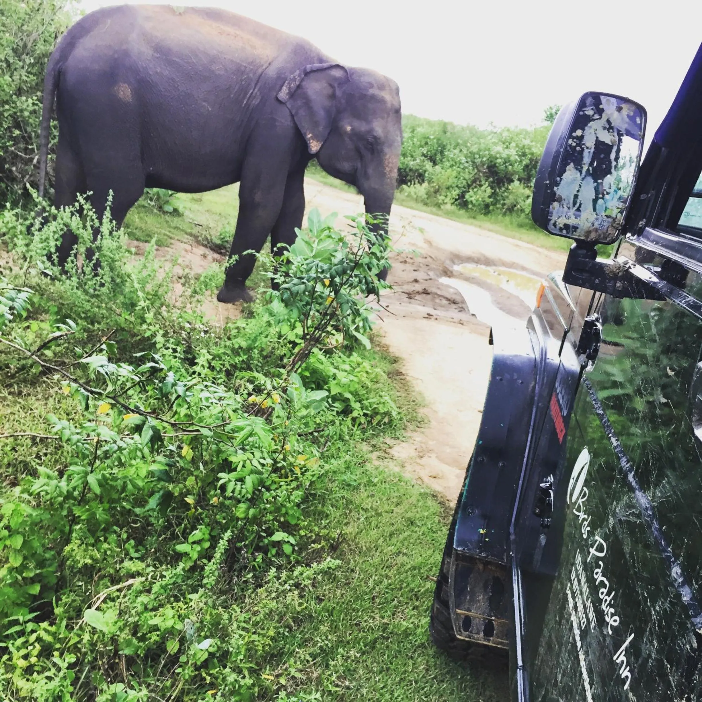 Other in Birds Paradise Inn