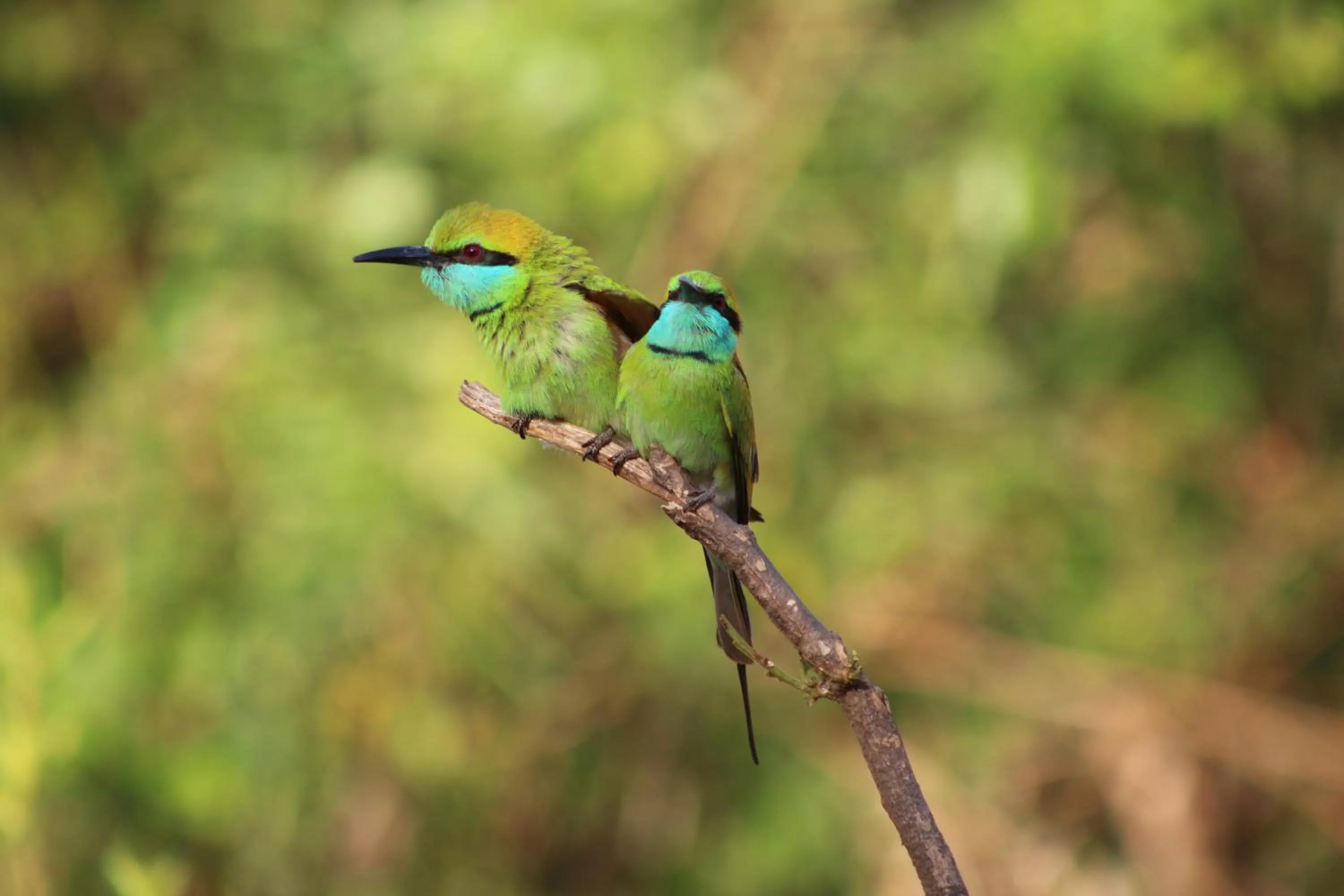 Animals in Birds Paradise Inn