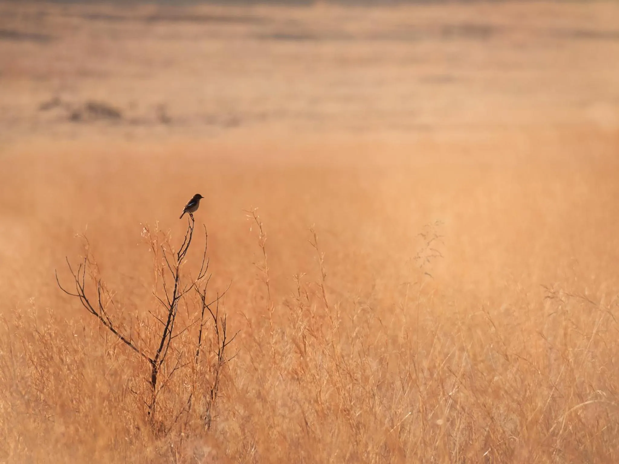 Animals in Kloofzicht Lodge & Spa