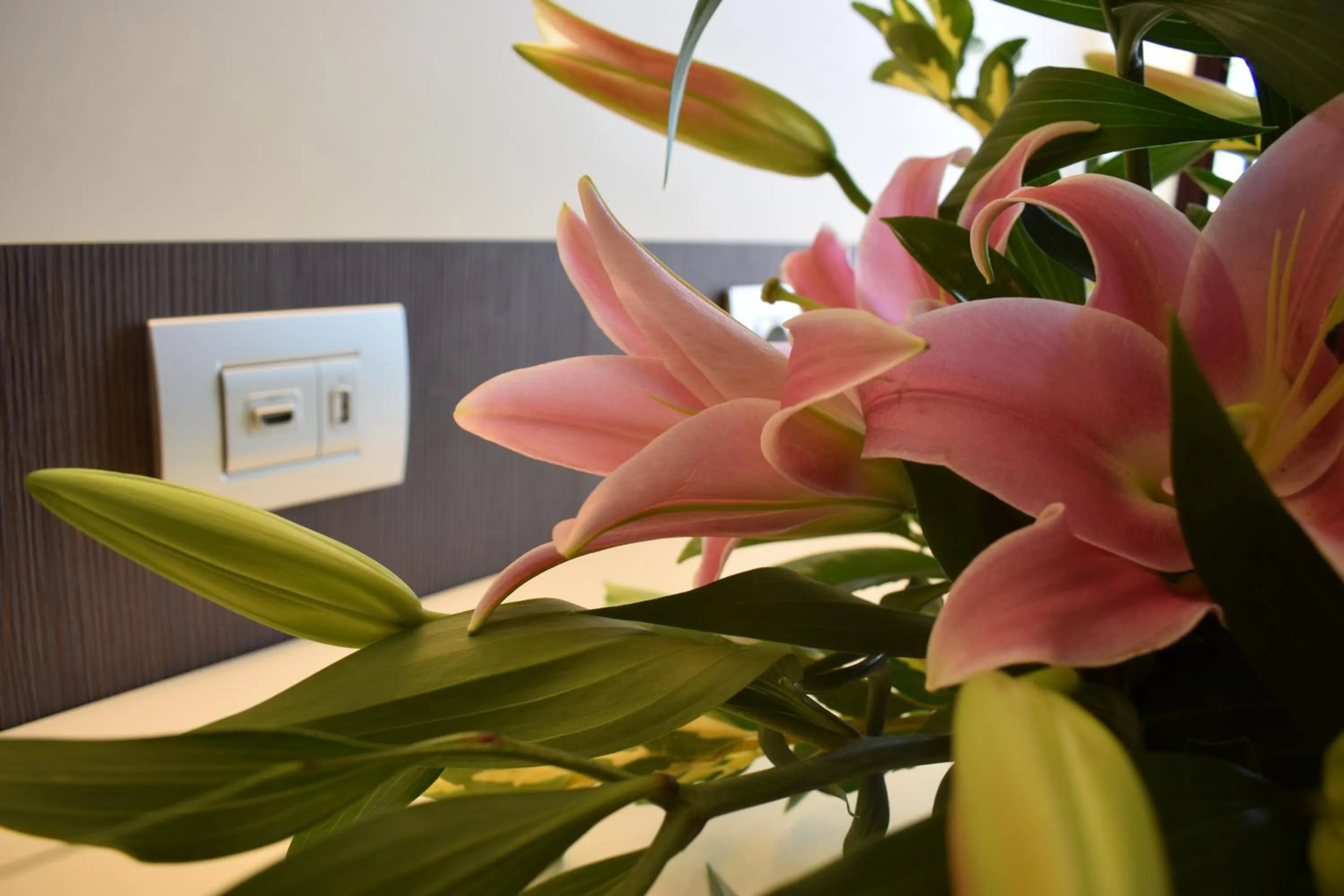 TV and multimedia in Del Prado