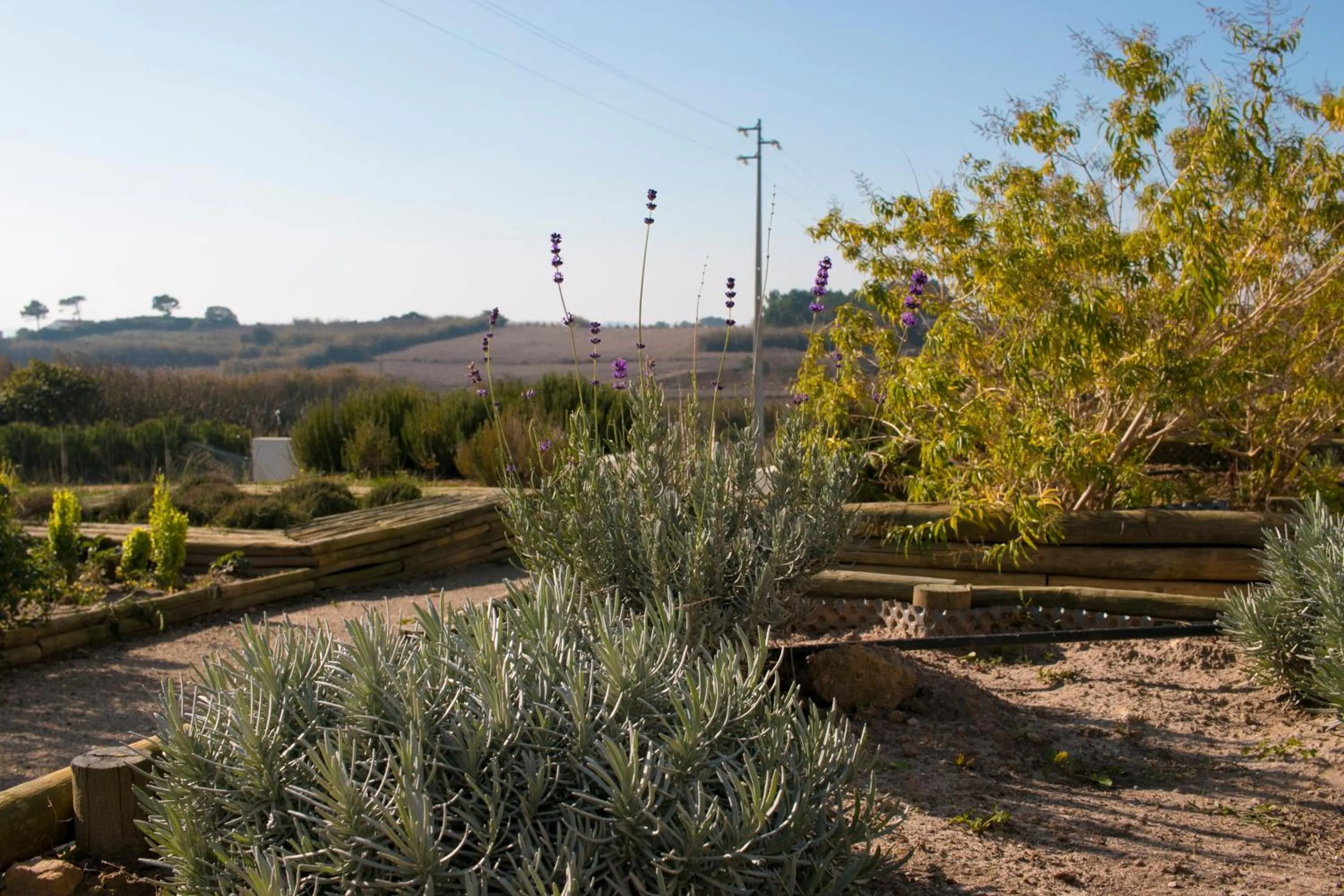 Garden in Entre Vinhas & Mar
