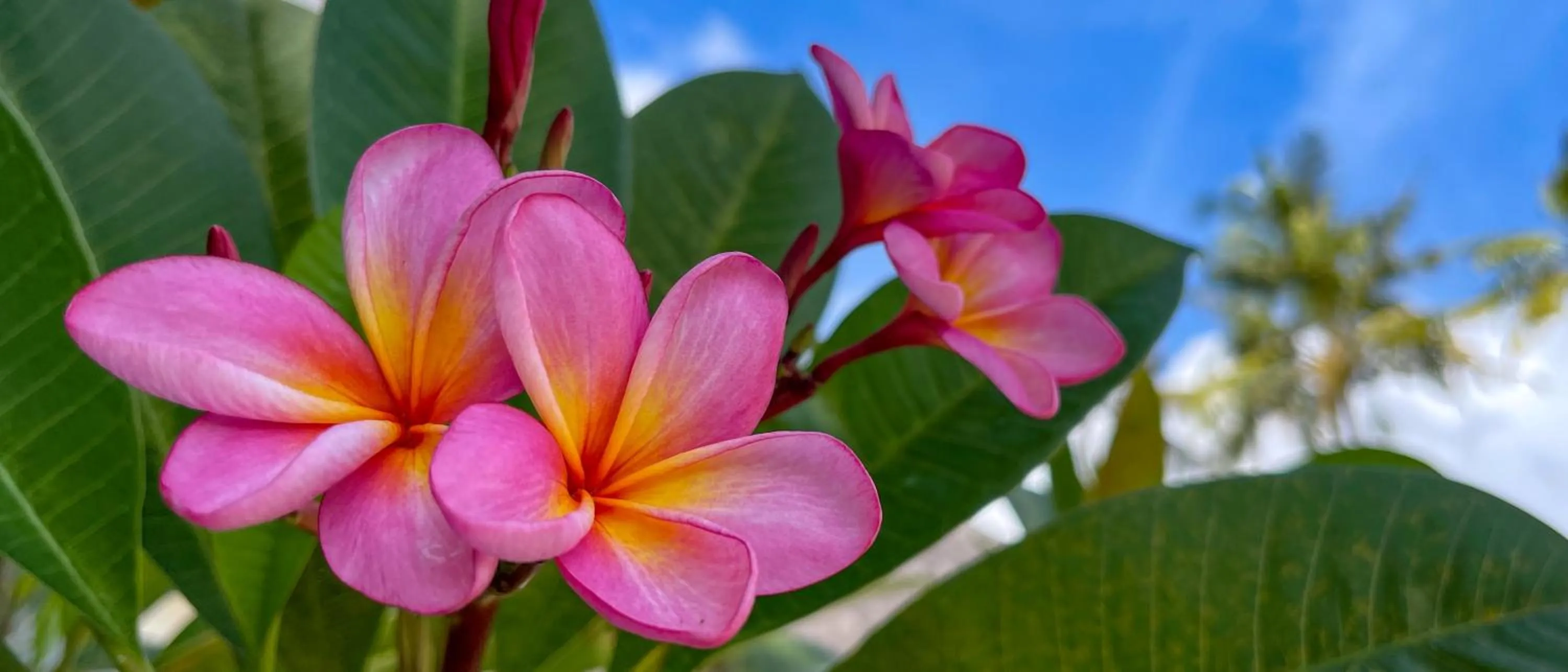 Garden in Palm Garden Amed Beach & Spa Resort Bali