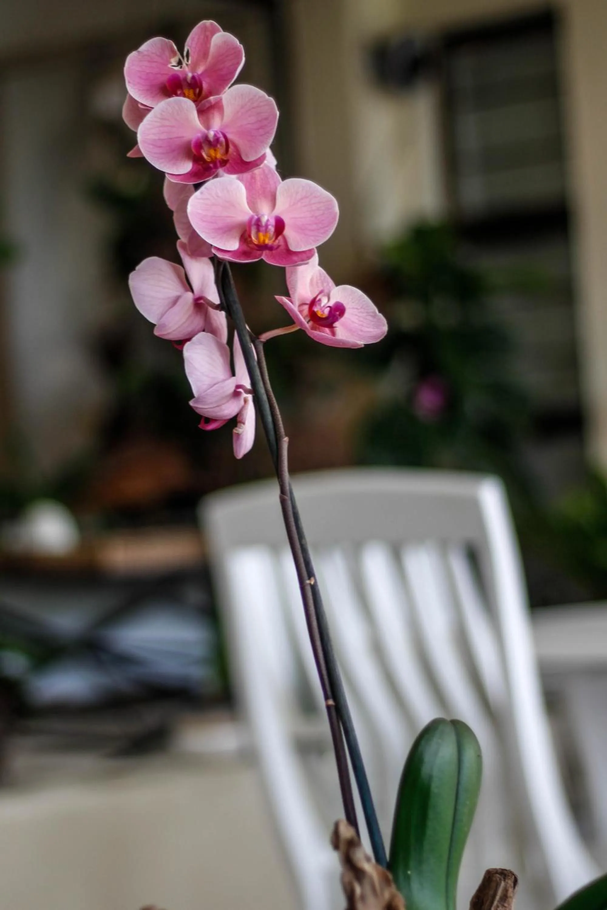 Spring in La Dolce Vita Umhlanga Guesthouse