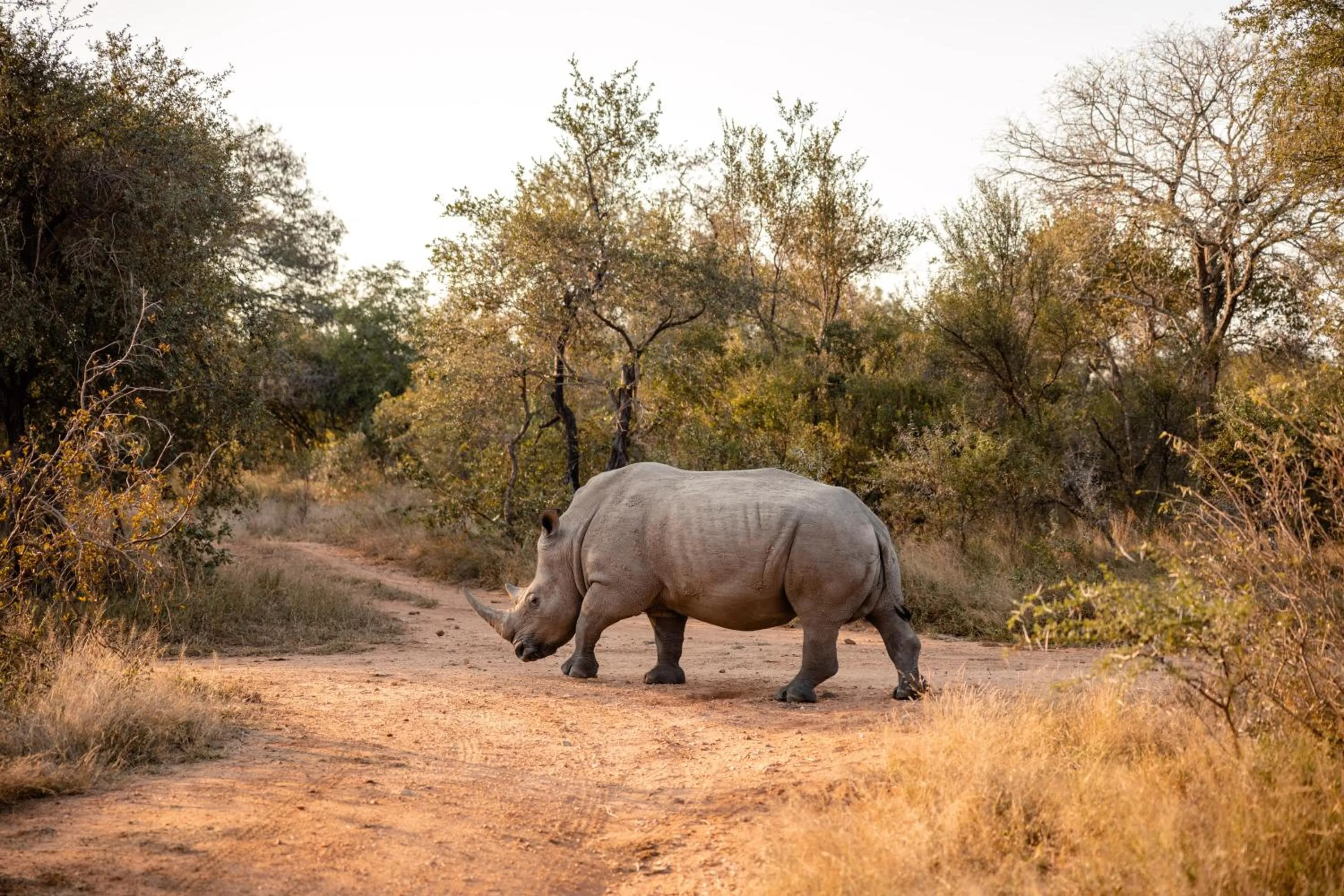 Activities in Kapama Southern Camp