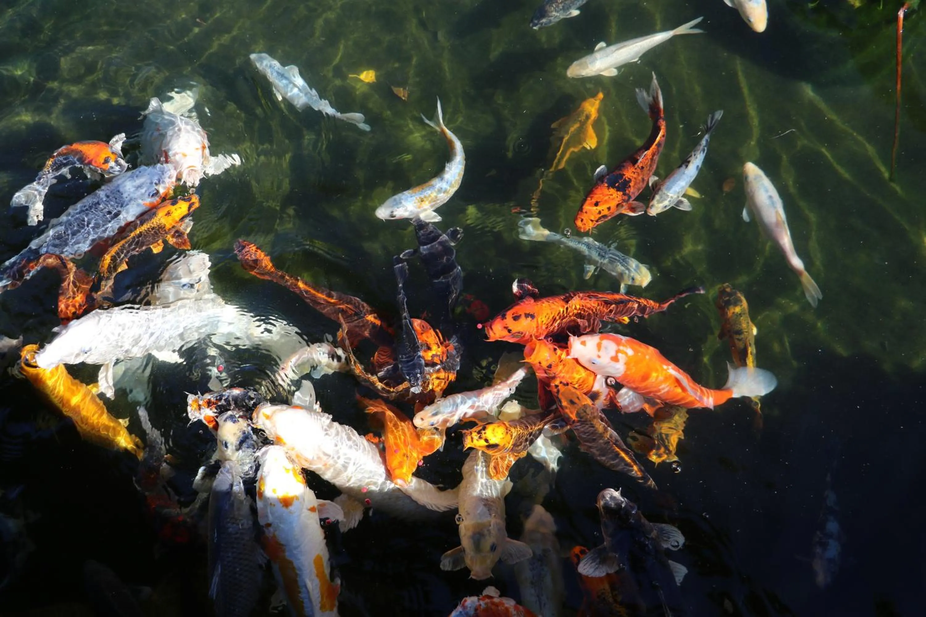 Garden in Ocean View House