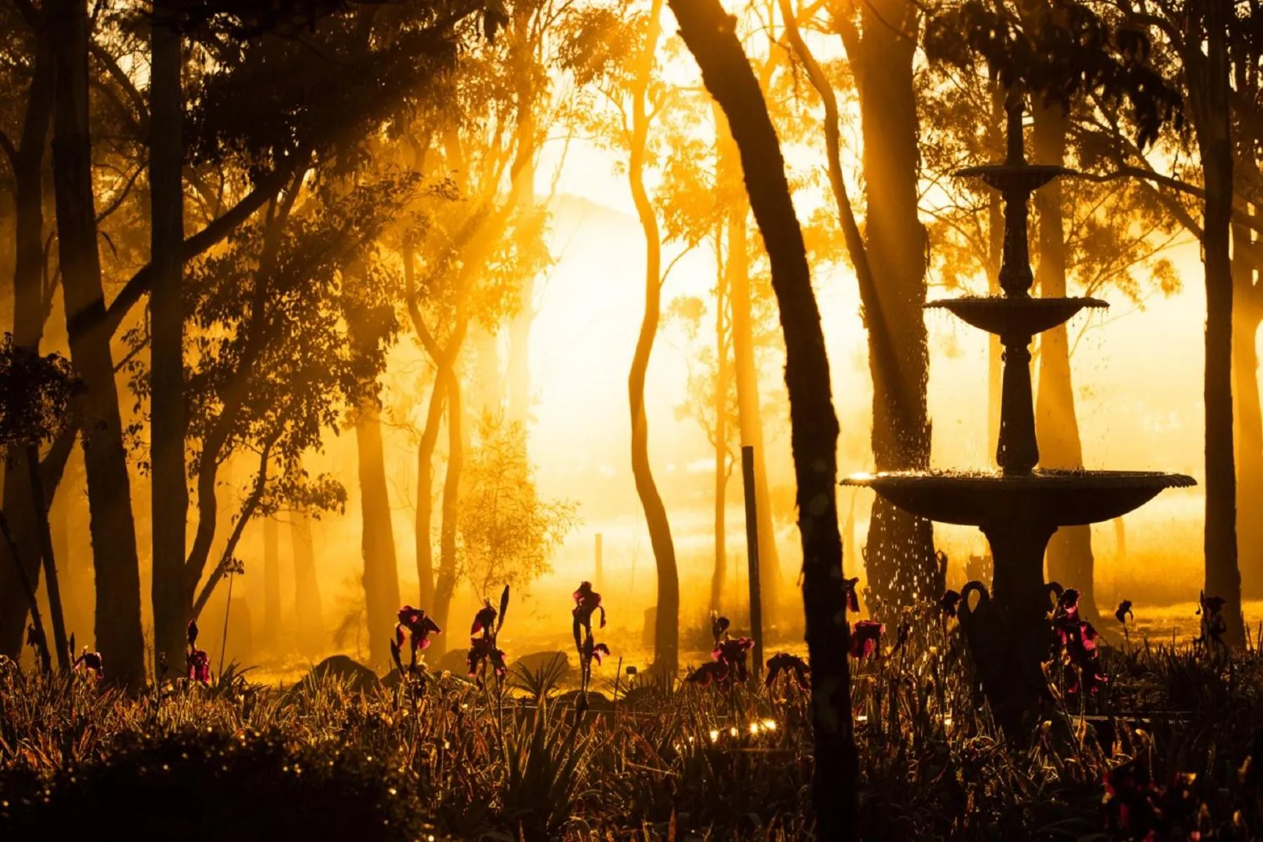 Garden view in Girraween Country Inn