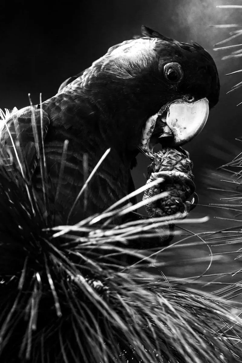 Animals in Girraween Country Inn