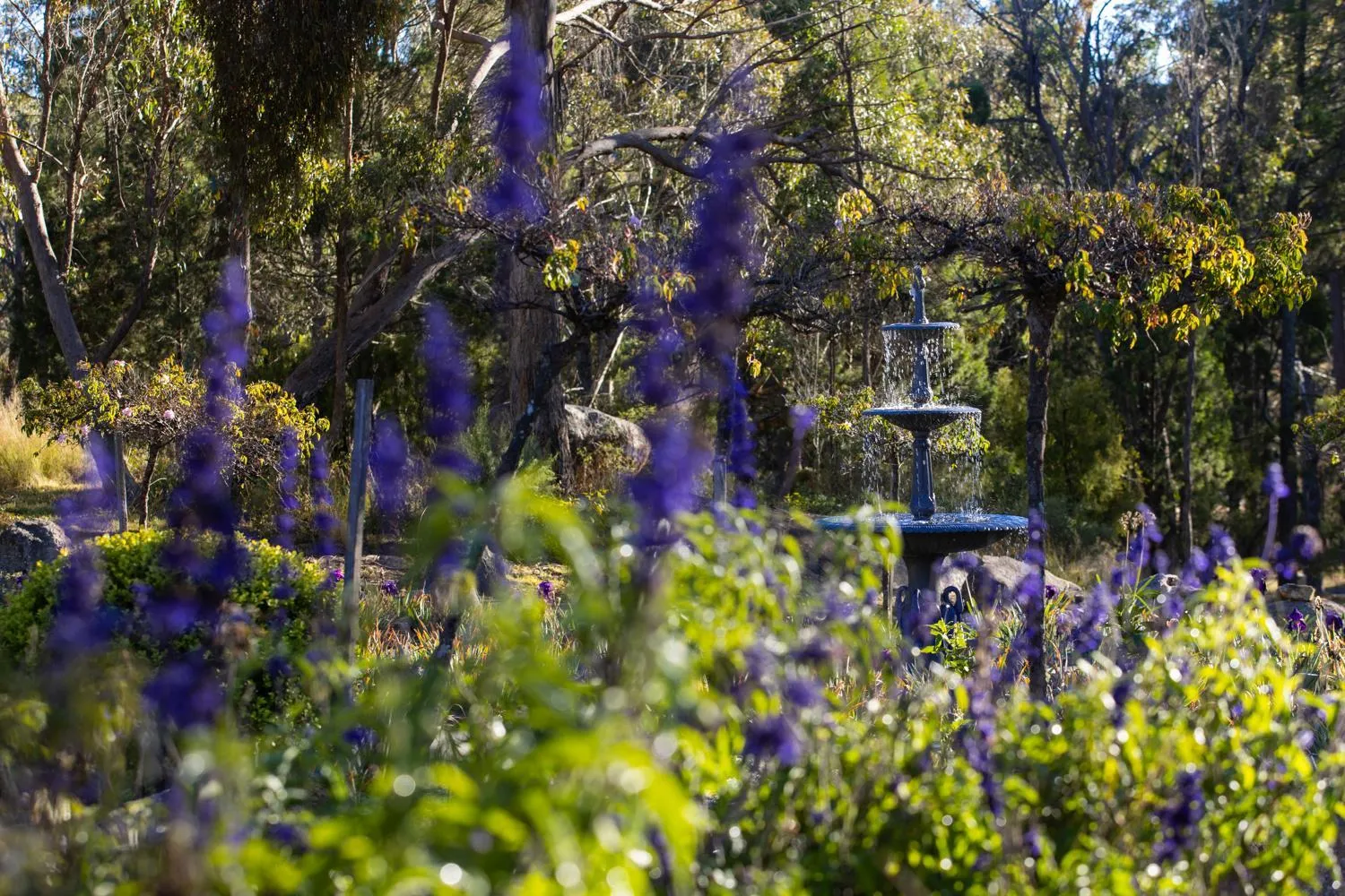Natural landscape in Girraween Country Inn