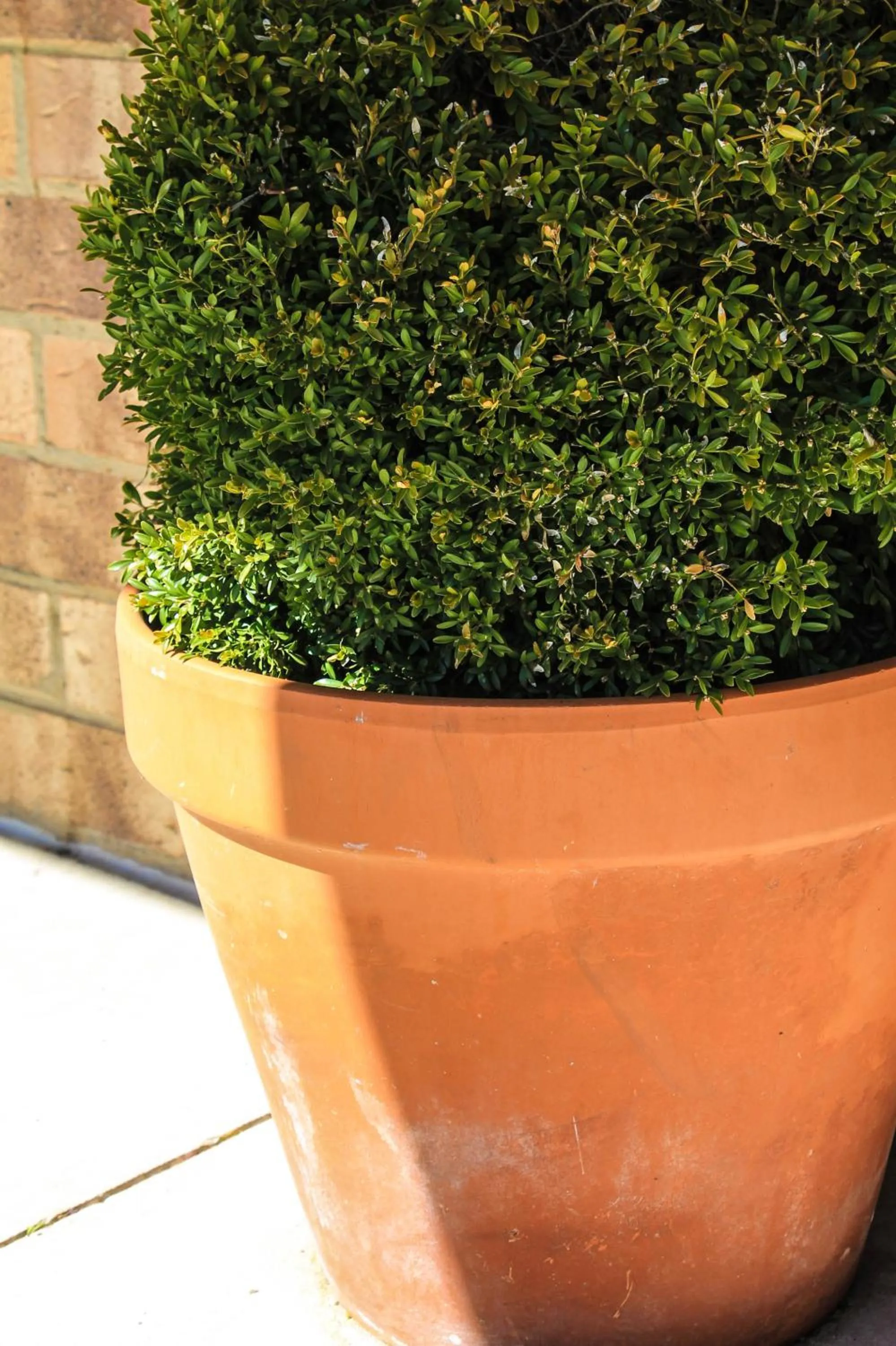 Garden in Girraween Country Inn