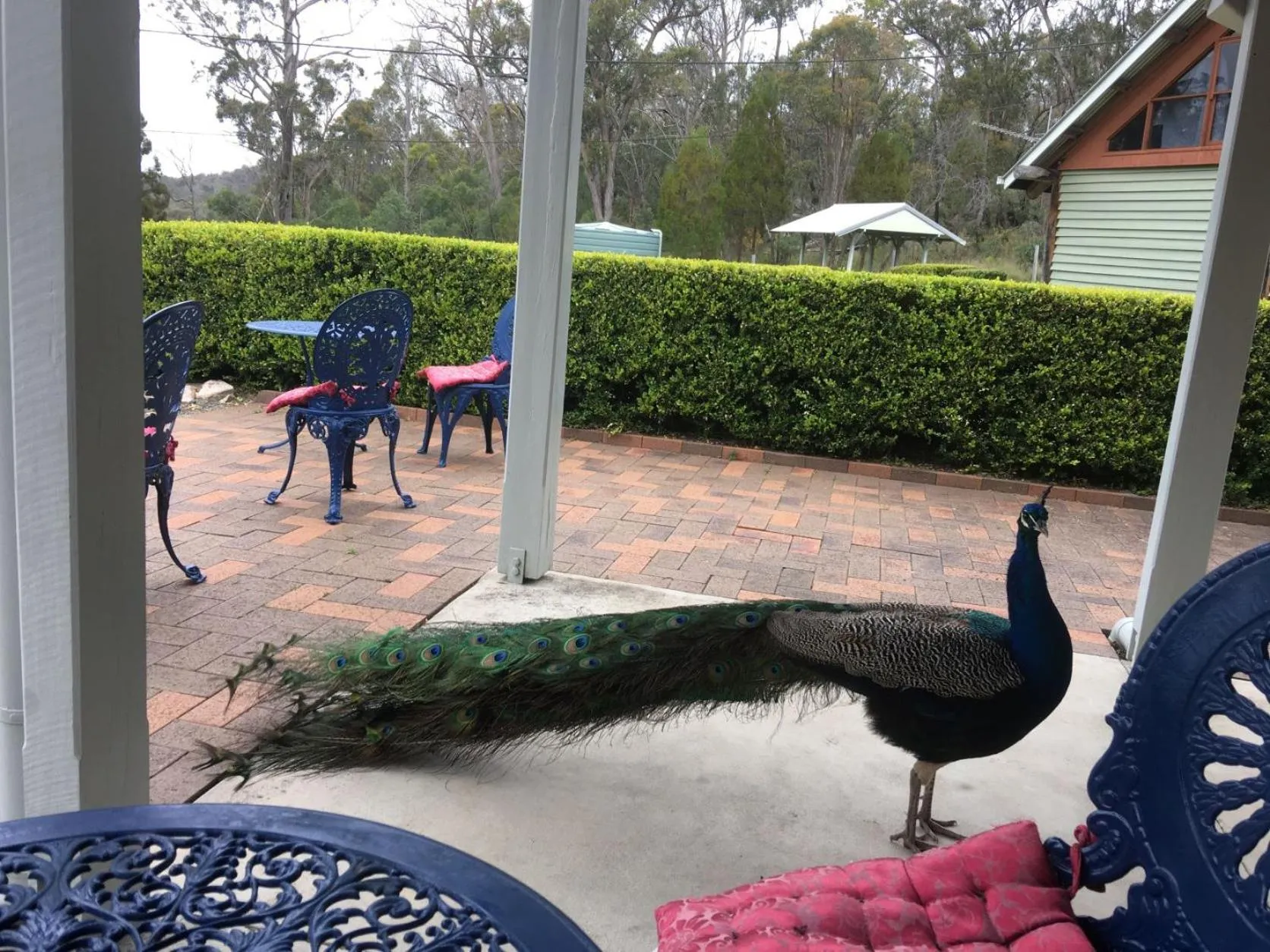 Garden in Girraween Country Inn
