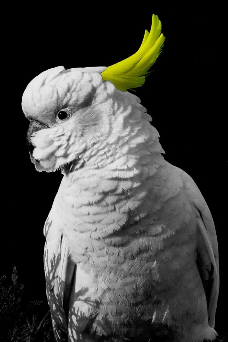 Animals in Girraween Country Inn